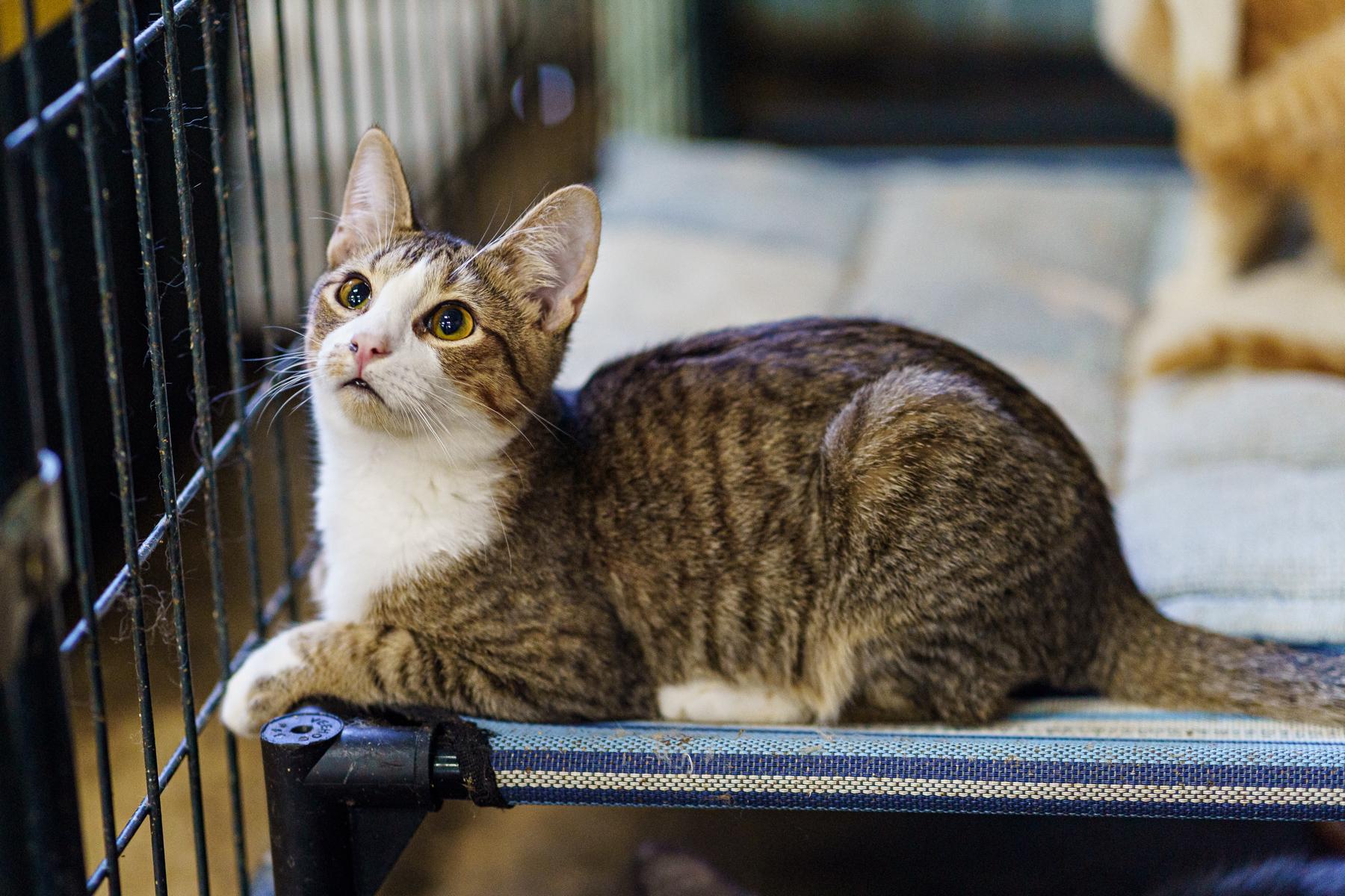 Enlarge Simon, a Adoptable Tabby in Marble Falls, TX image 4/4