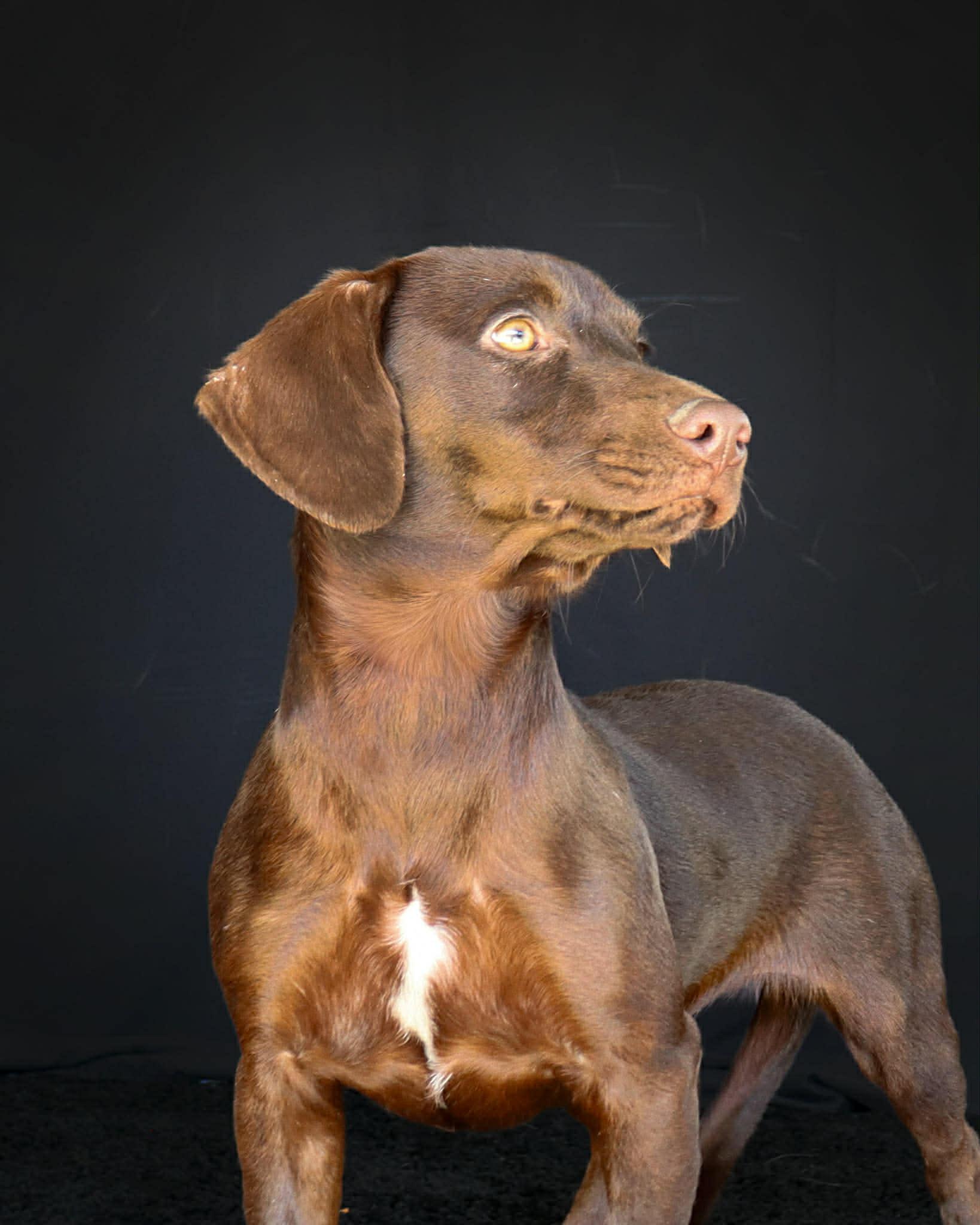 Enlarge Harmony, a ADOPTABLE mixed breed in Elkton, MD image 5/6