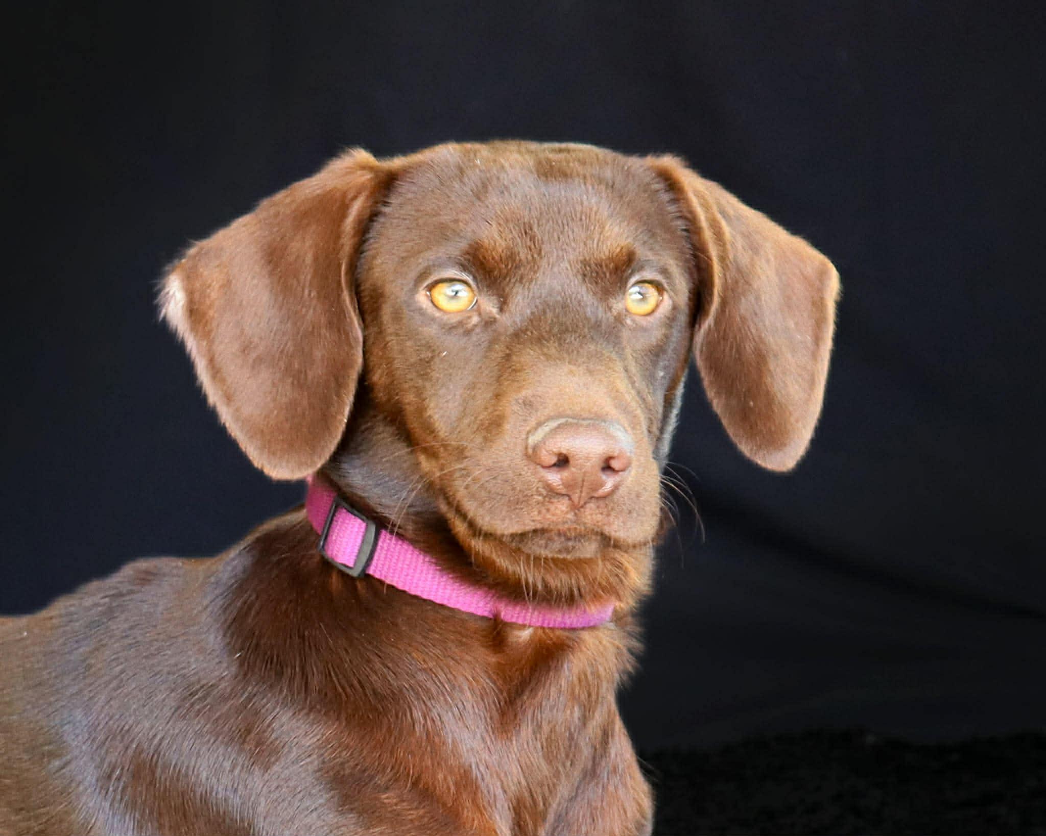 Enlarge Harmony, a ADOPTABLE mixed breed in Elkton, MD image 2/6