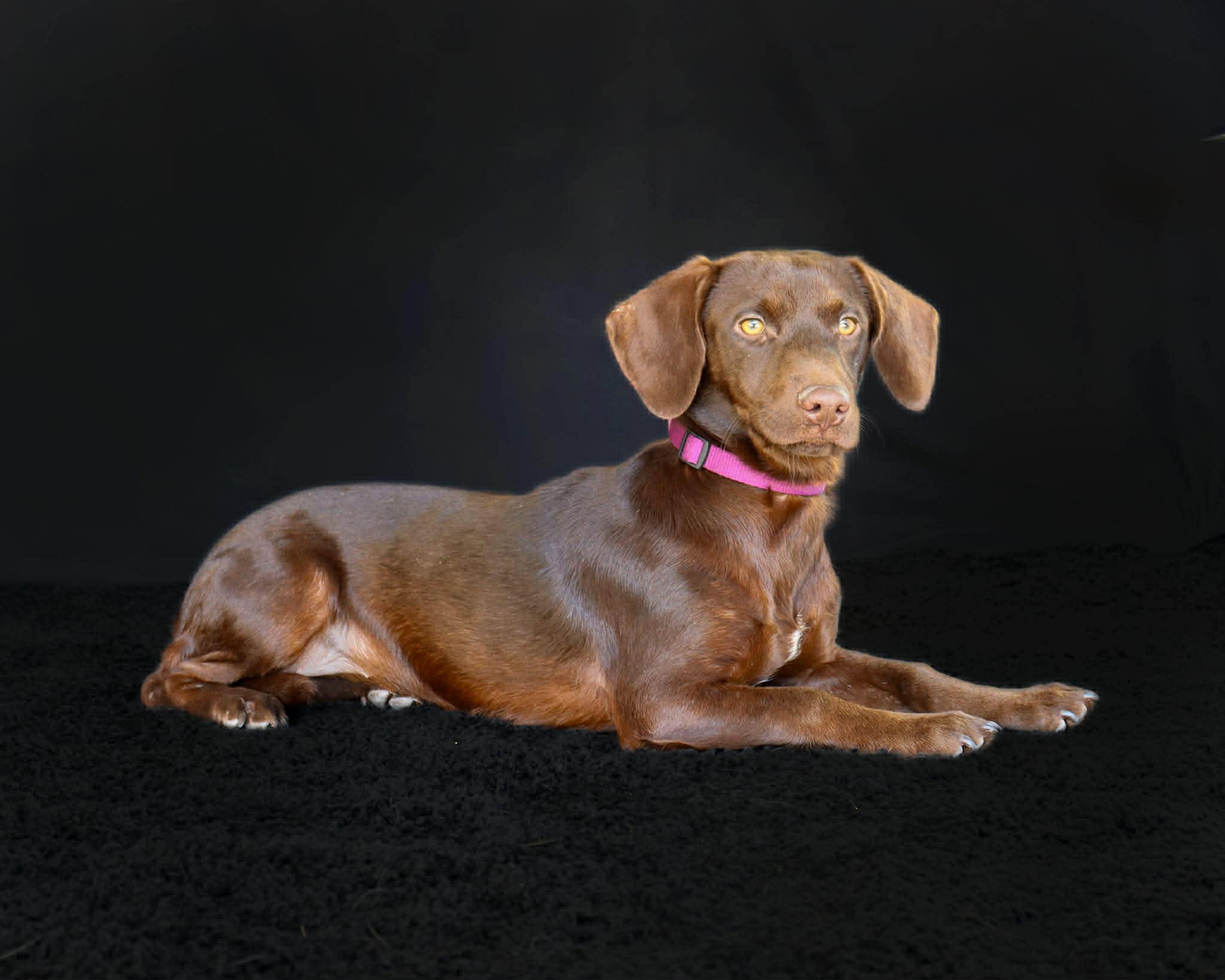Enlarge Harmony, a ADOPTABLE mixed breed in Elkton, MD image 3/6