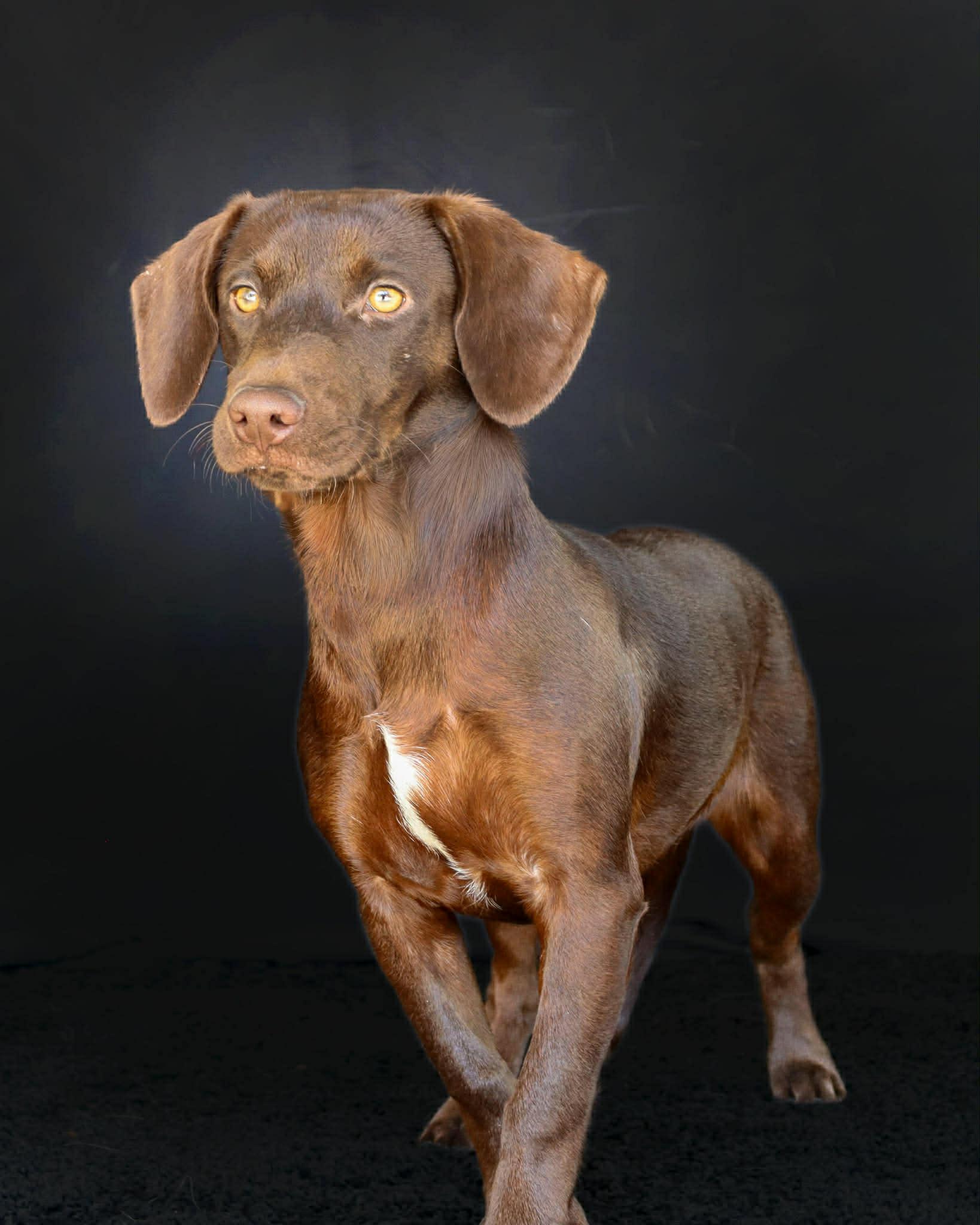 Enlarge Harmony, a ADOPTABLE mixed breed in Elkton, MD image 1/6