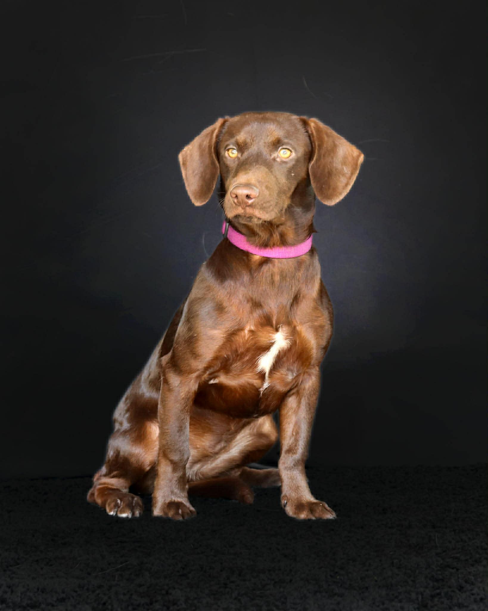 Enlarge Harmony, a ADOPTABLE mixed breed in Elkton, MD image 6/6