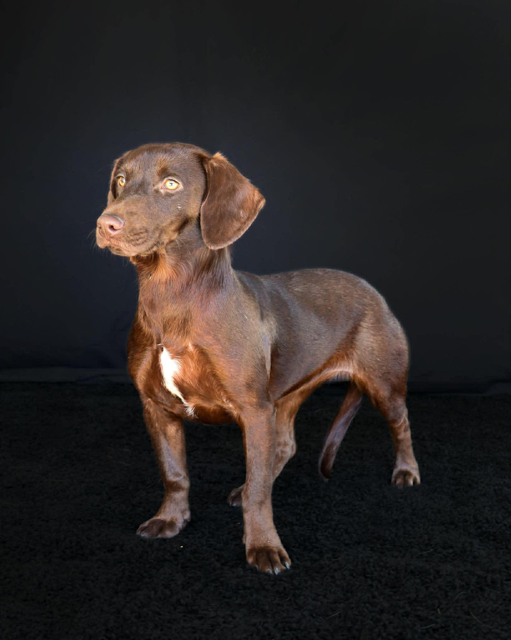 Enlarge Harmony, a ADOPTABLE mixed breed in Elkton, MD image 4/6