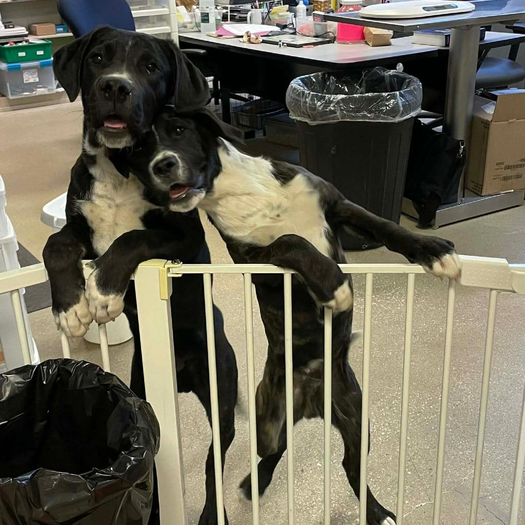 River, a Adoptable mixed breed in Springfield, MO image 1/5