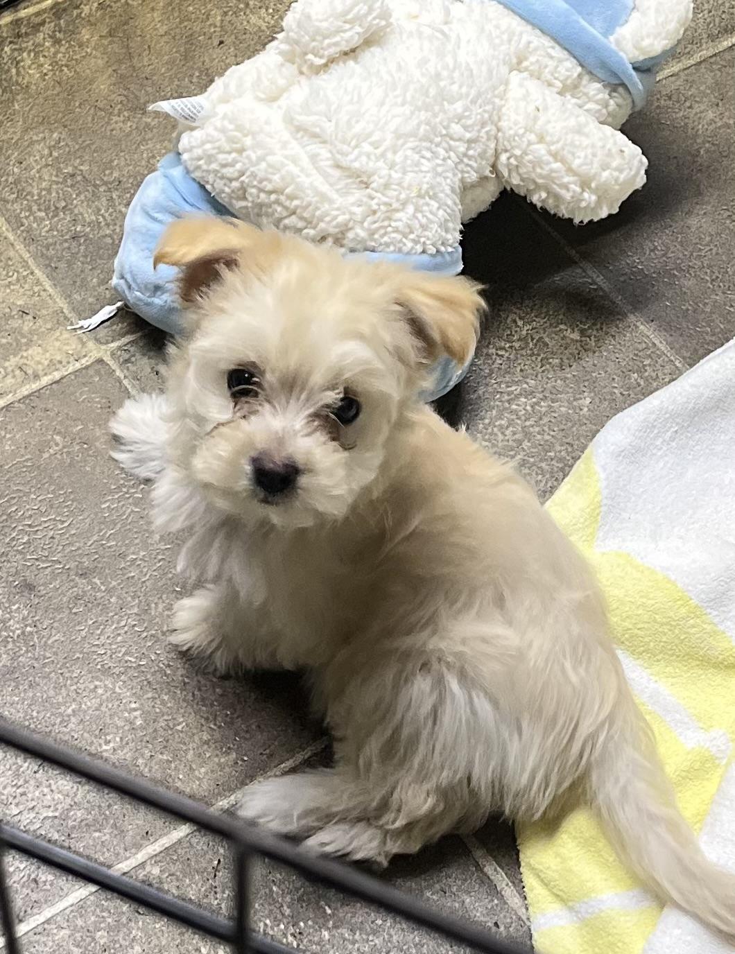 Cherub, Adopted, Puppy Female Maltipoo.
