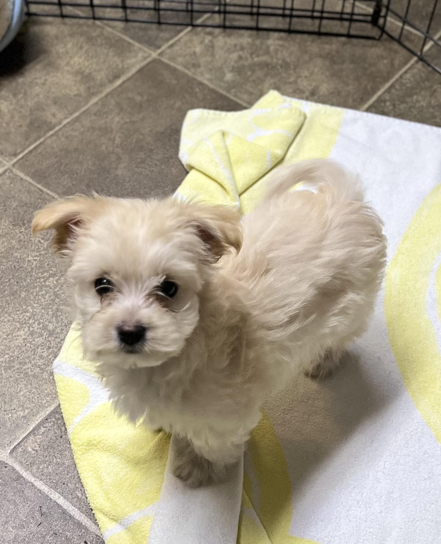 Enlarge Cherub, a Adopted Maltipoo in Los Angeles, CA image 2/3