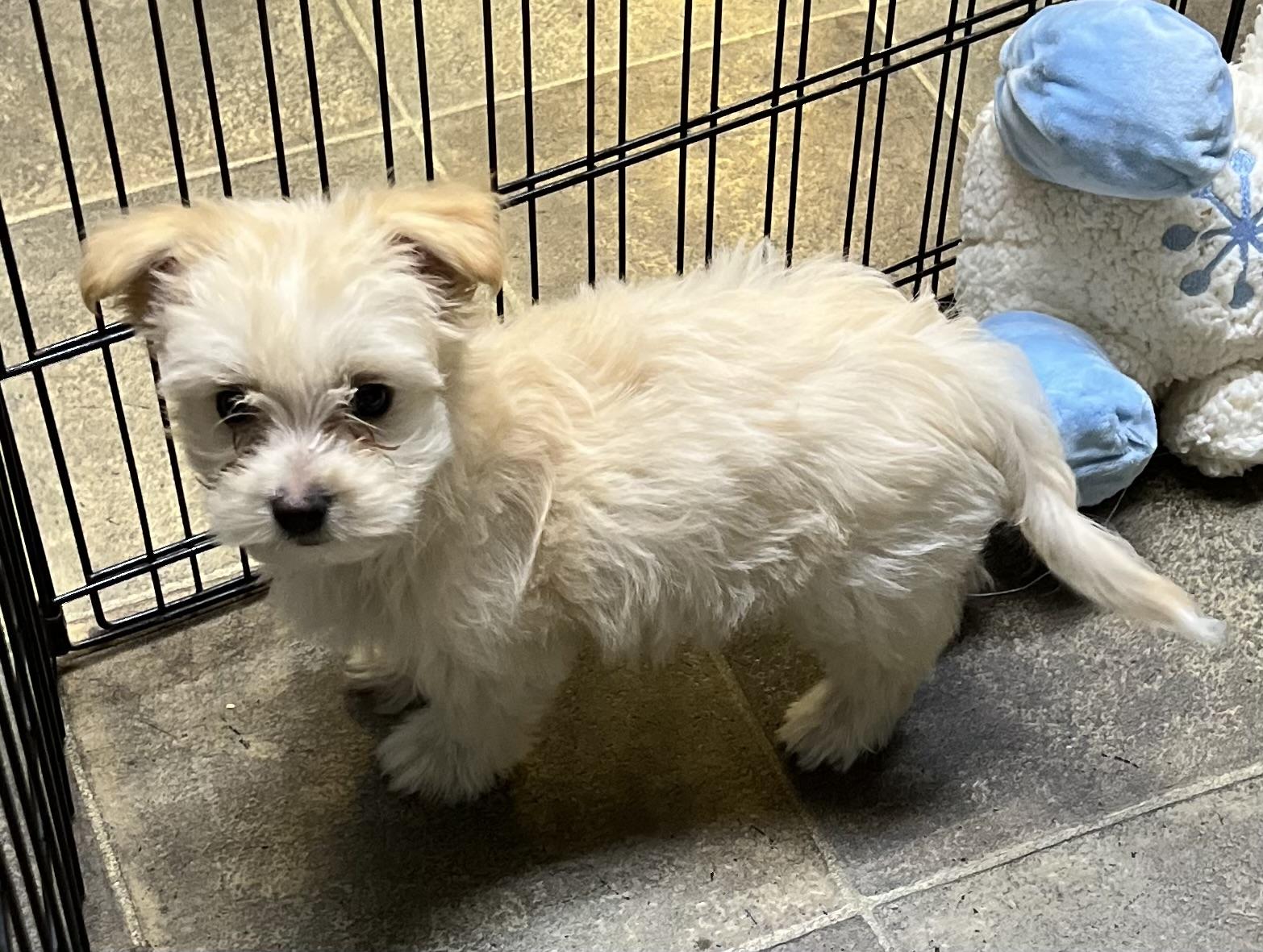 Enlarge Cherub, a Adopted Maltipoo in Los Angeles, CA image 3/3