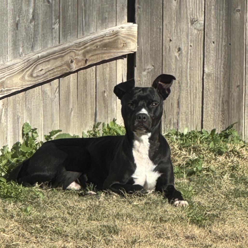 Enlarge Ferdinand, a ADOPTABLE mixed breed in Webster, TX image 2/4