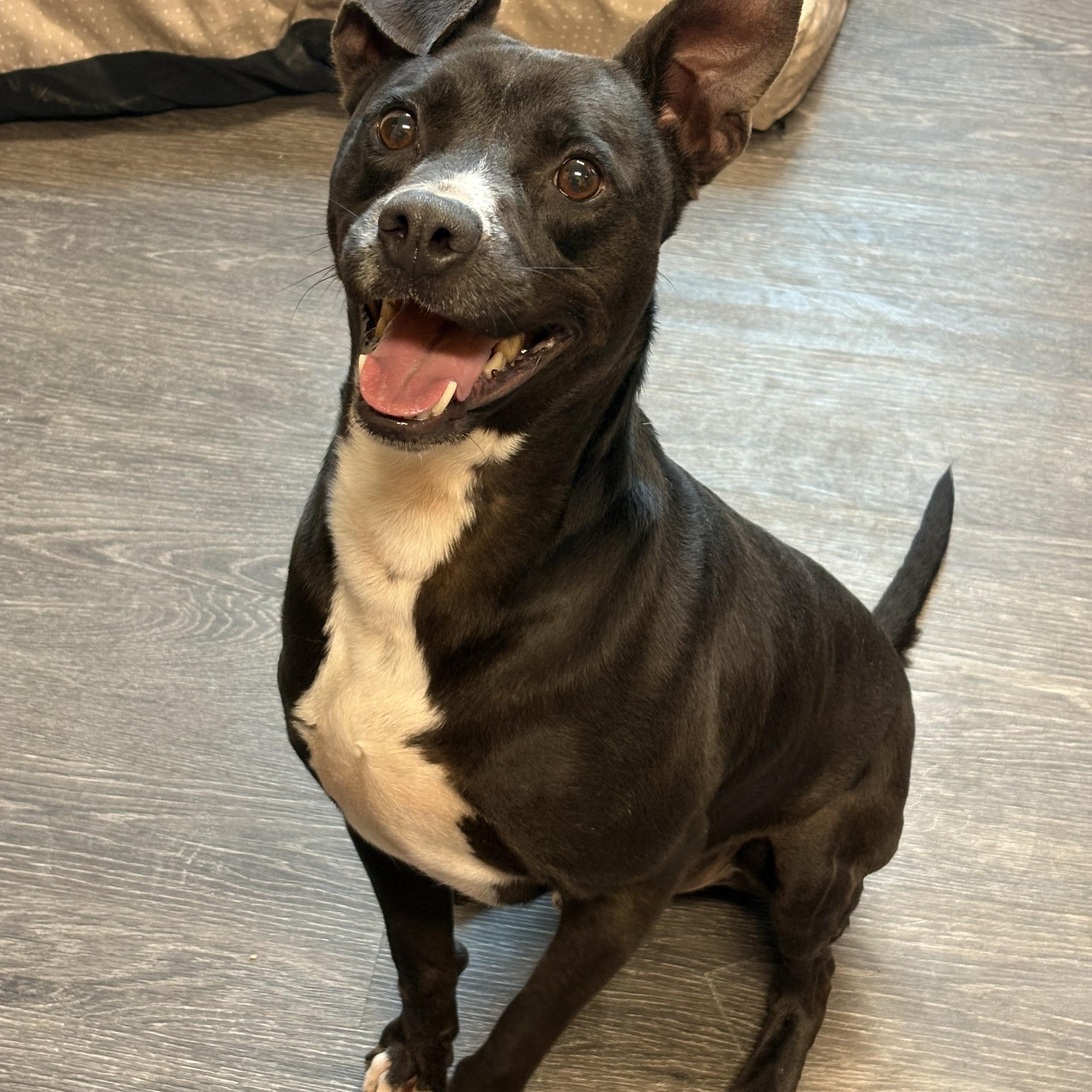 Enlarge Ferdinand, a ADOPTABLE mixed breed in Webster, TX image 4/4