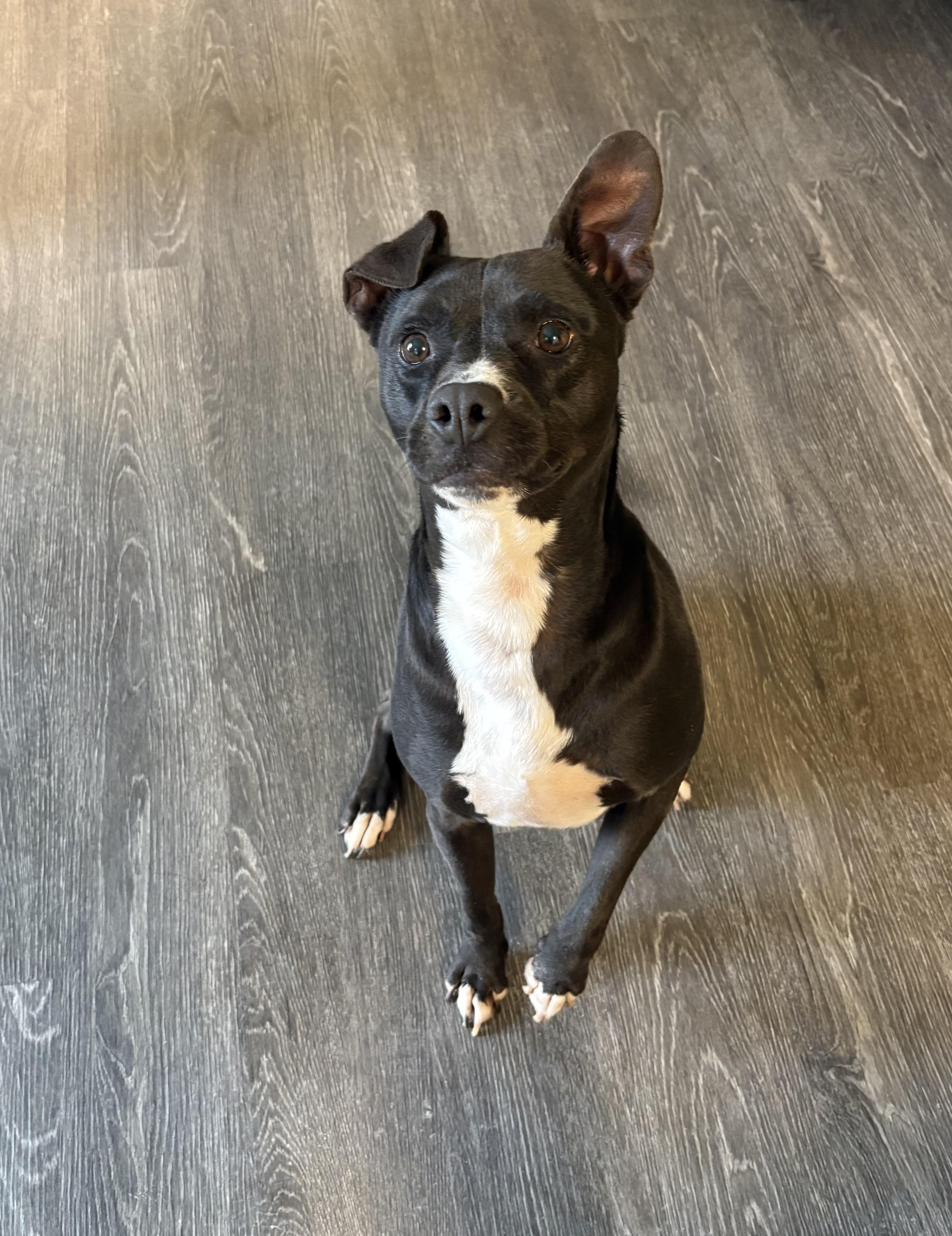 Enlarge Ferdinand, a ADOPTABLE mixed breed in Webster, TX image 3/4