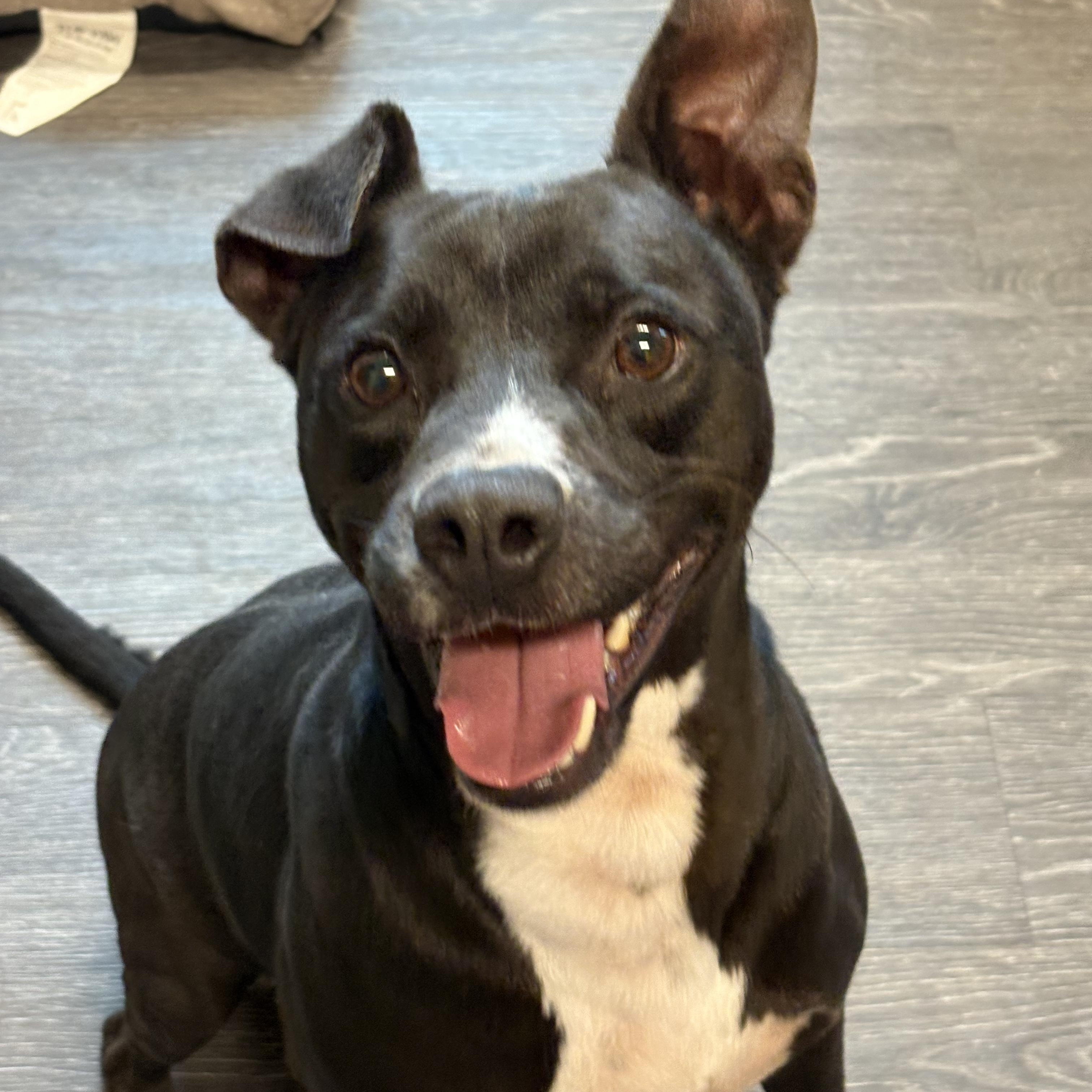 Ferdinand, ADOPTABLE, Adult Male Terrier.