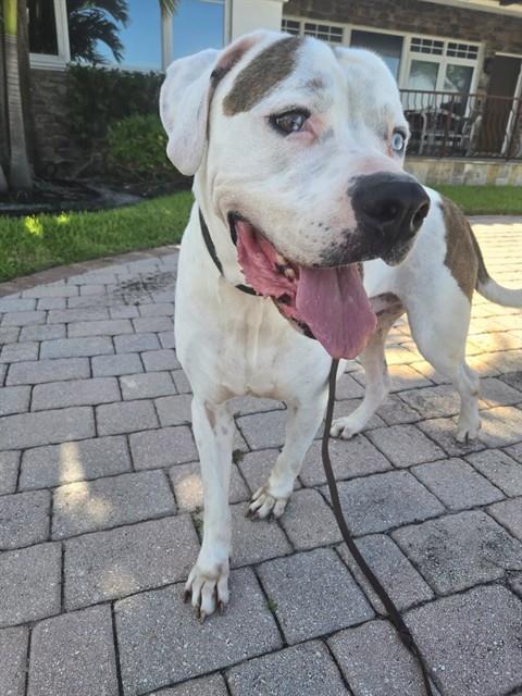 NICO, Adoptable, Adult Male American Bulldog & Mixed Breed.