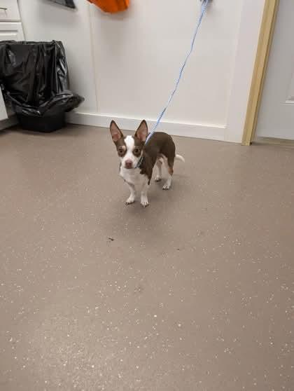 Enlarge Sammy, an adopted mixed breed in Bartlett, IL image 4/6