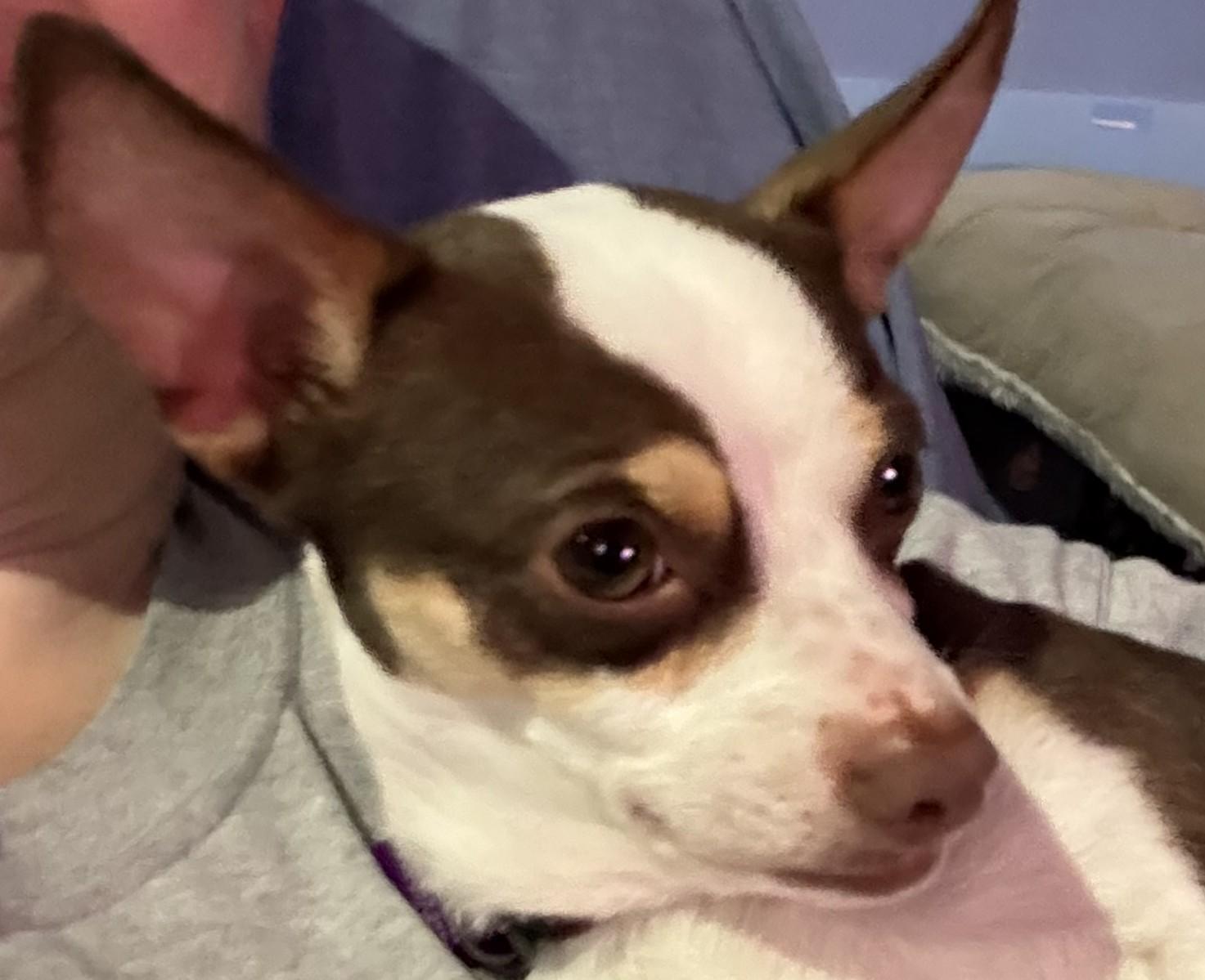 Enlarge Sammy, an adopted mixed breed in Bartlett, IL image 2/6