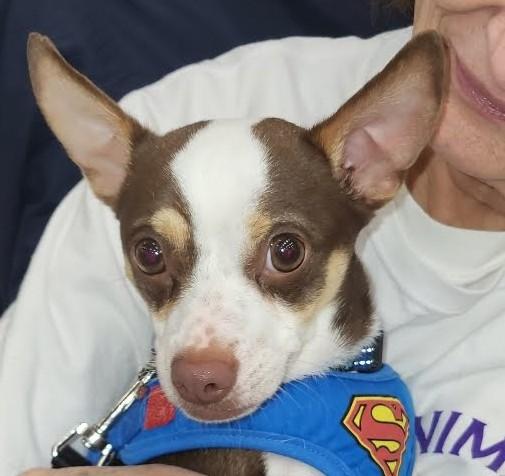 Enlarge Sammy, an adopted mixed breed in Bartlett, IL image 1/6