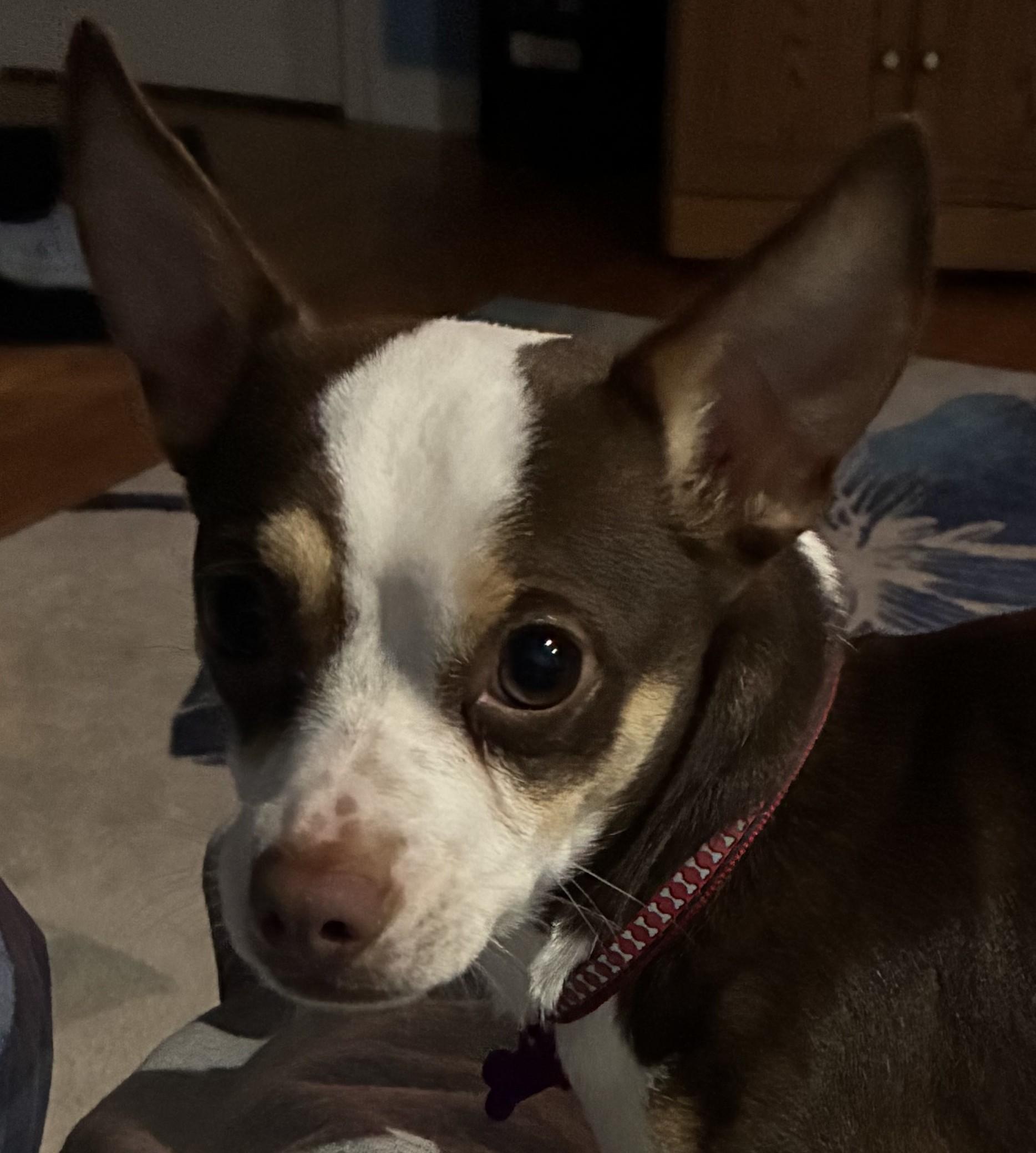 Enlarge Sammy, an adopted mixed breed in Bartlett, IL image 5/6