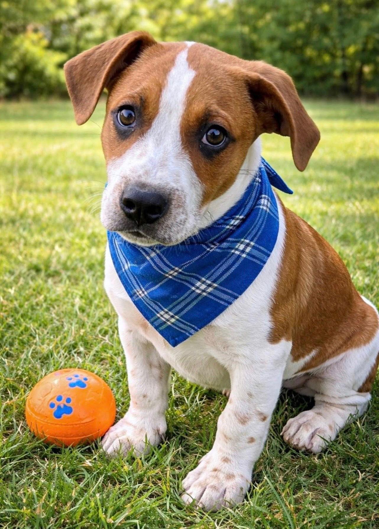 Huey, Adopted, Young Male Beagle & Hound.
