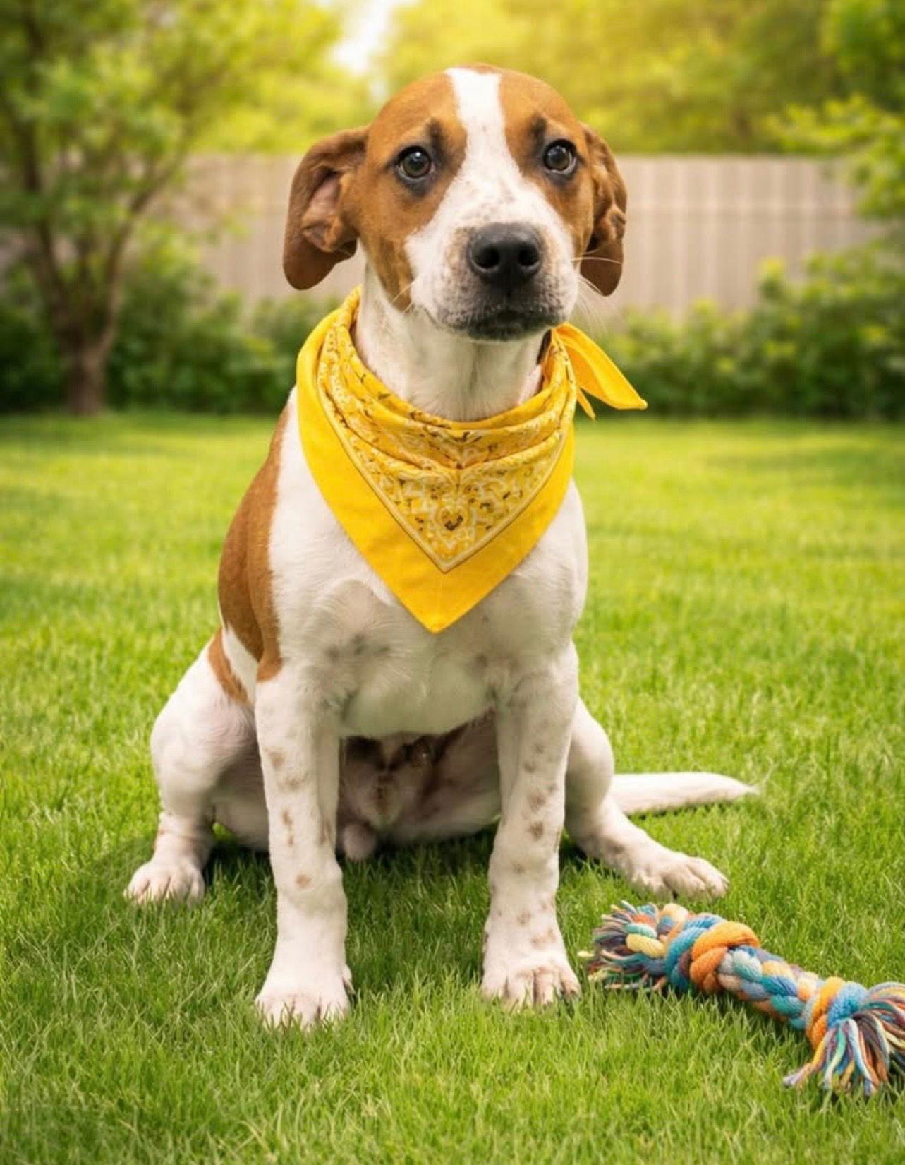 Enlarge Huey, a Adopted mixed breed in Euless, TX image 3/3