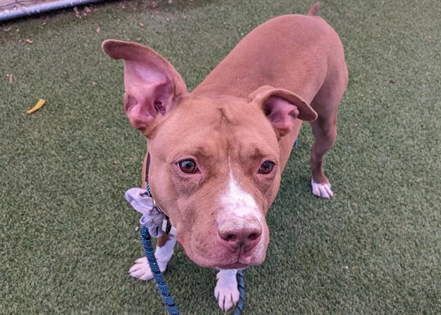 Enlarge OAKLEY, a Adoptable Pit Bull Terrier in Phoenix, AZ image 1/1
