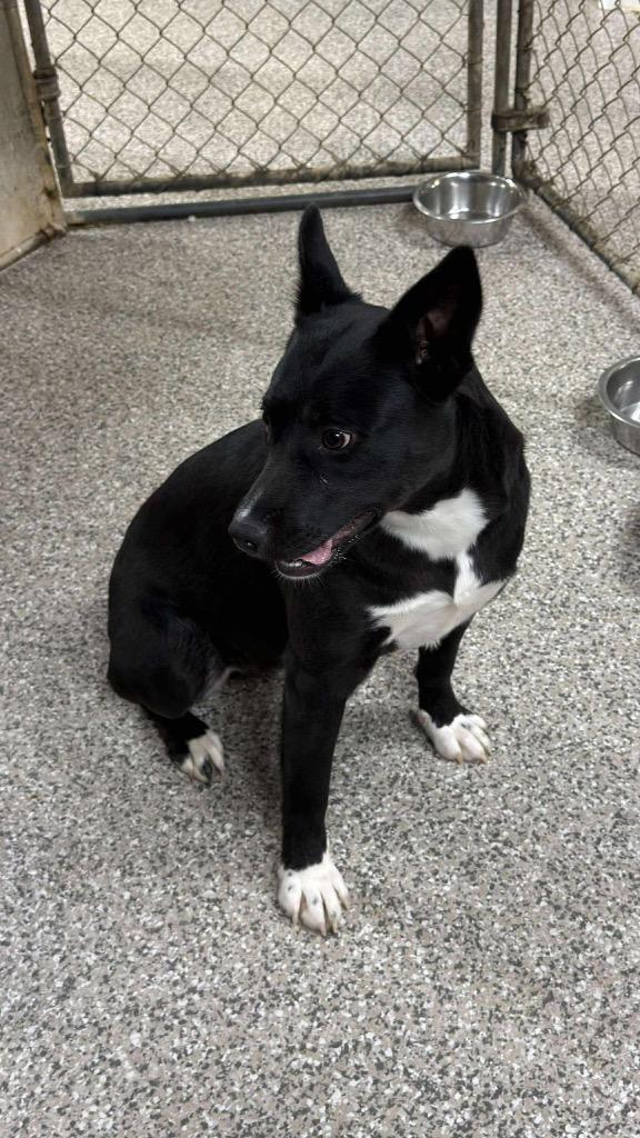 Enlarge Raven, a Adoptable mixed breed in Parsons, WV image 1/3