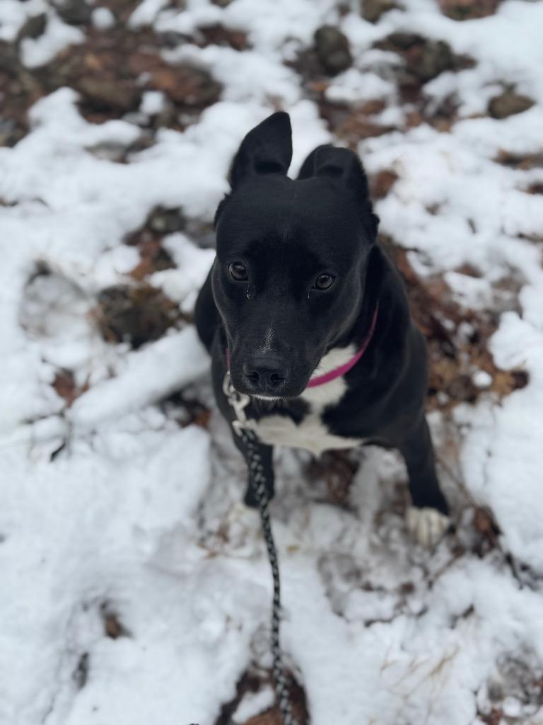Enlarge Raven, a Adoptable mixed breed in Parsons, WV image 1/3