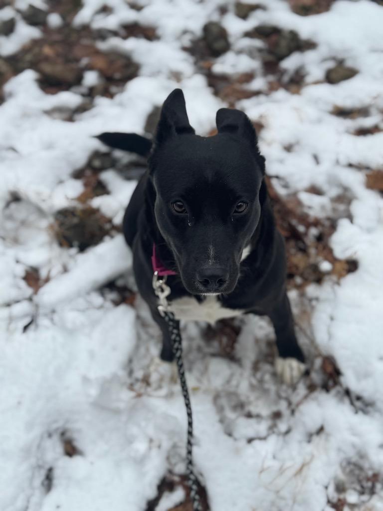 Enlarge Raven, a Adoptable mixed breed in Parsons, WV image 2/3