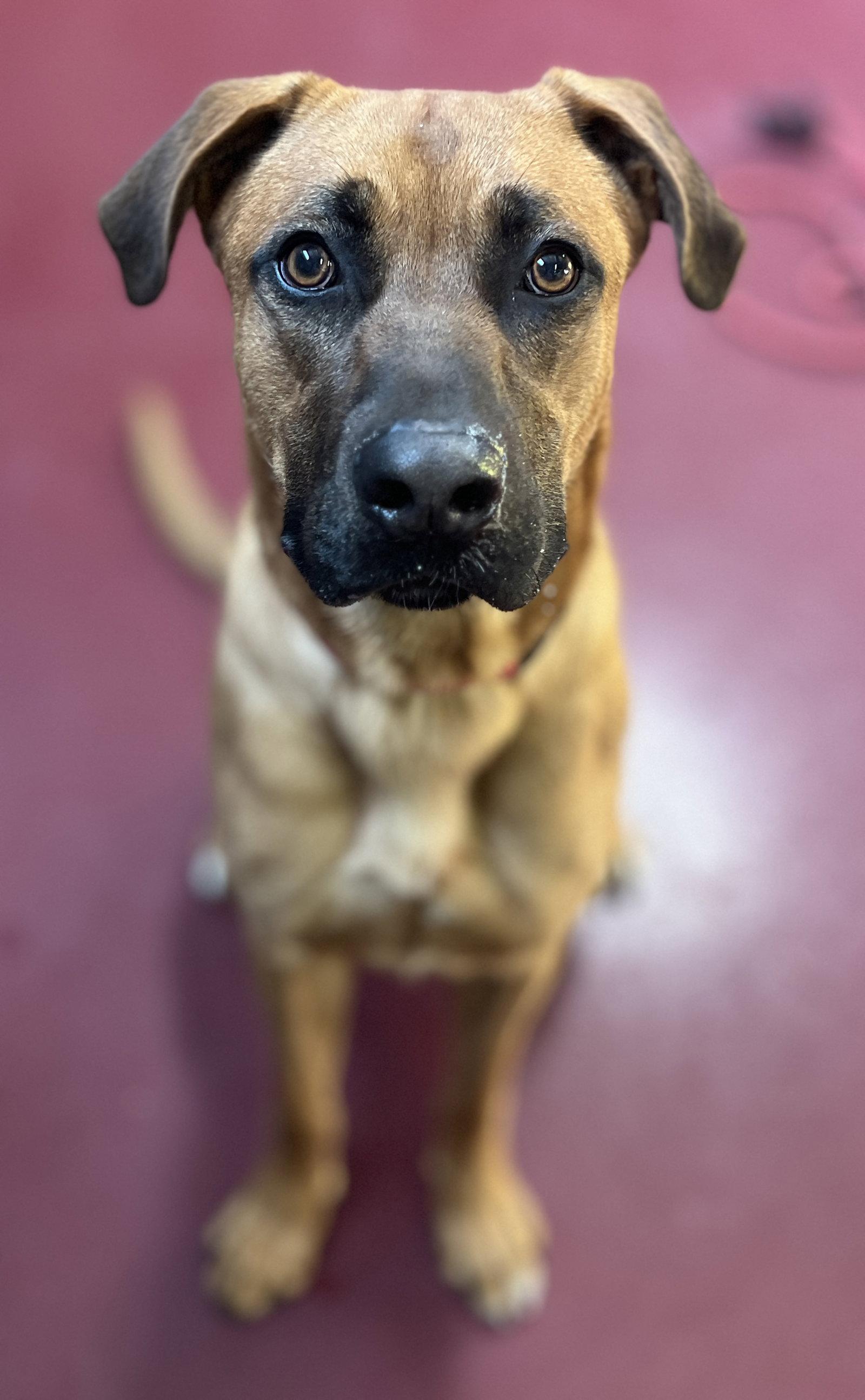 Pugsley, Adoptable, Young Male Boxer & German Shepherd Dog.