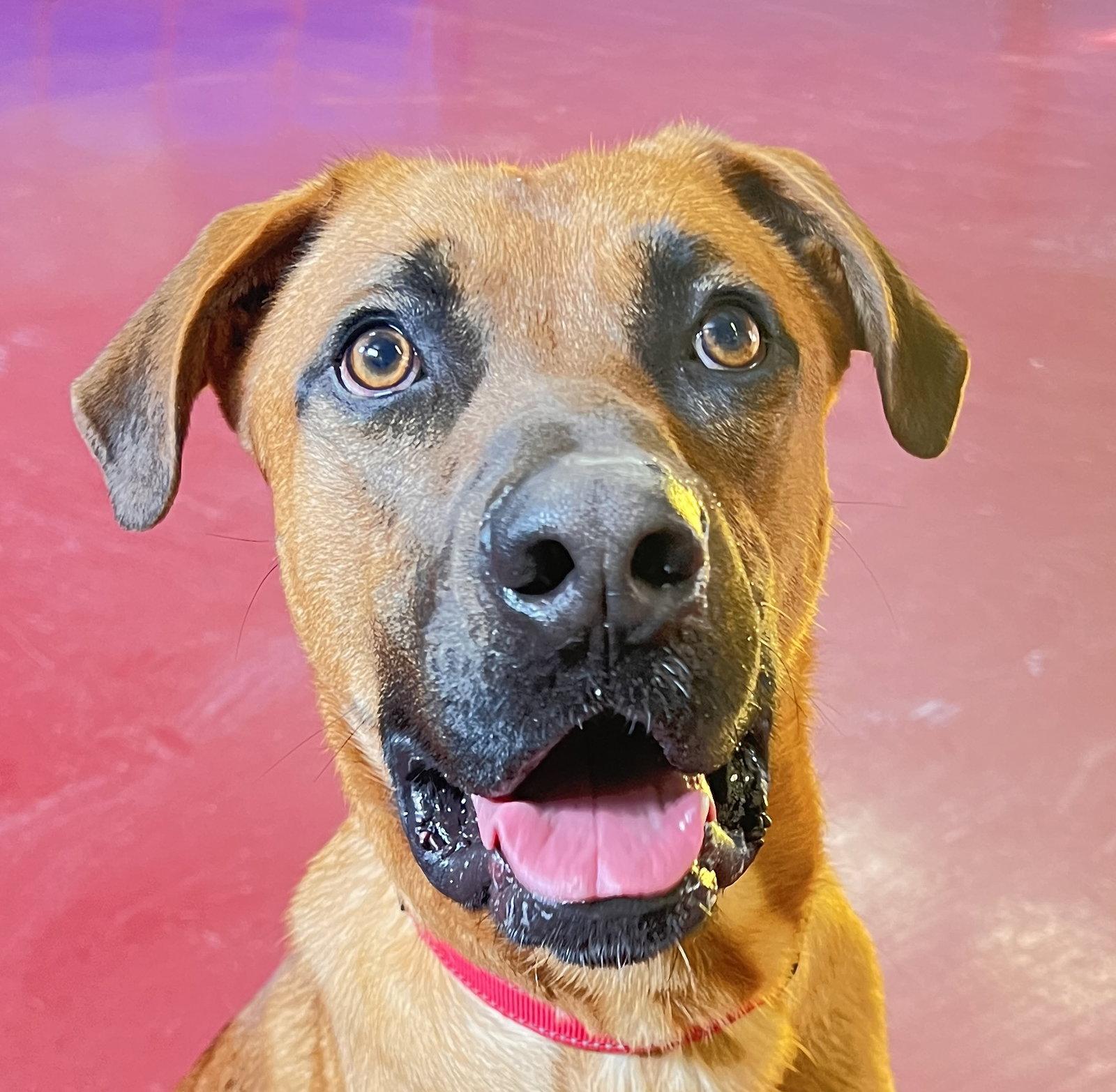 Enlarge Pugsley, a Adoptable mixed breed in Webster, WI image 3/3