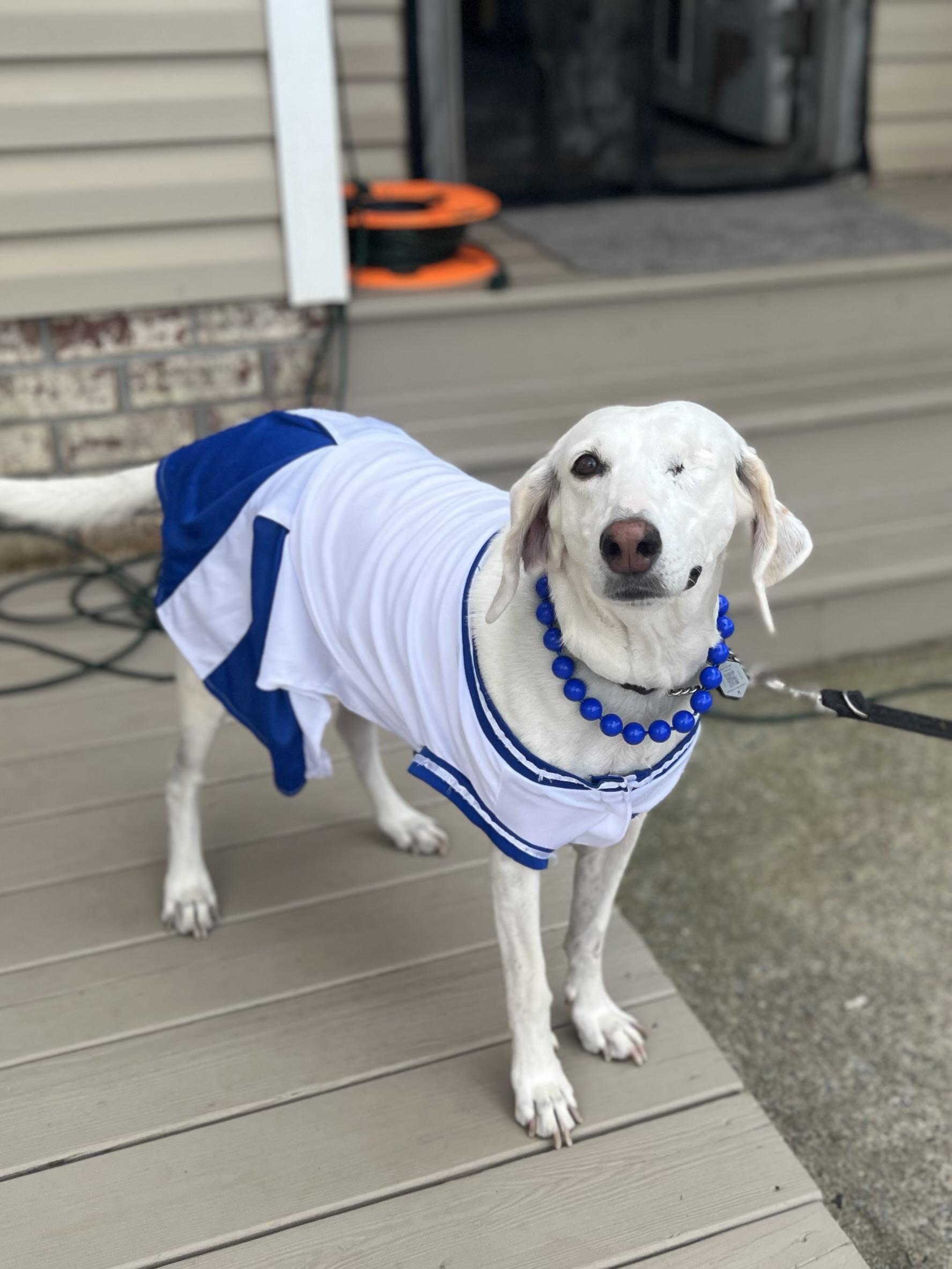 Enlarge Lacy, a Adoptable mixed breed in Ayden, NC image 3/5