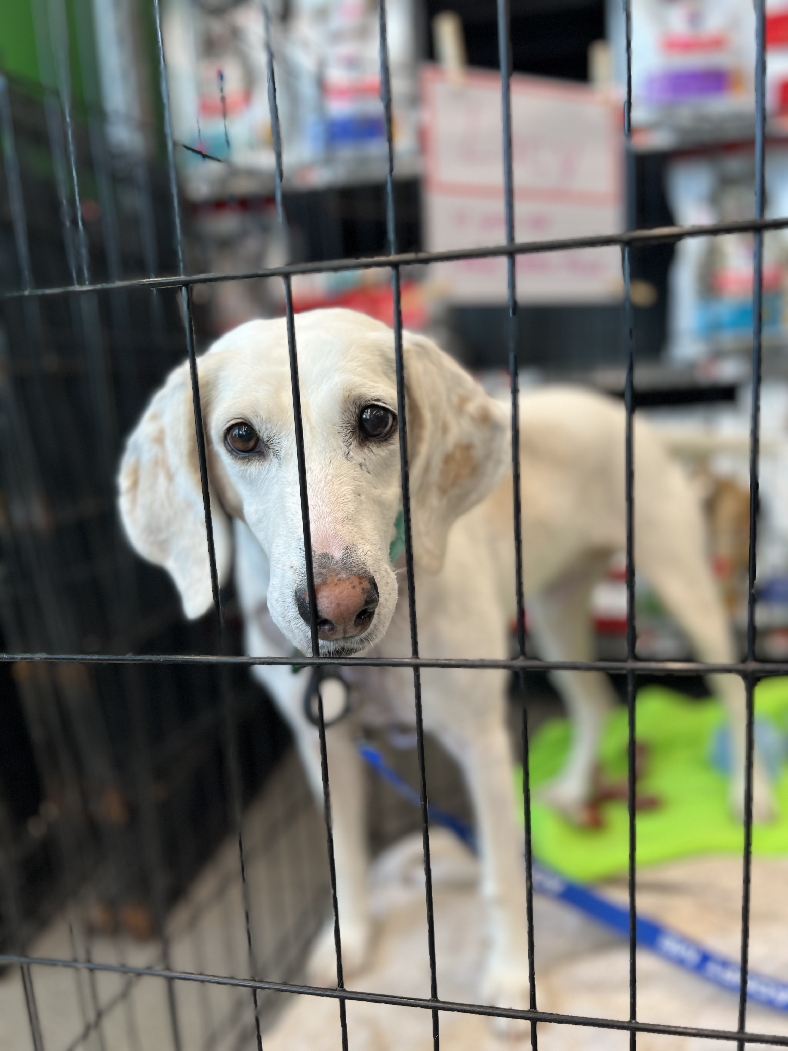 Lacy, a Adoptable mixed breed in Ayden, NC image 4/6