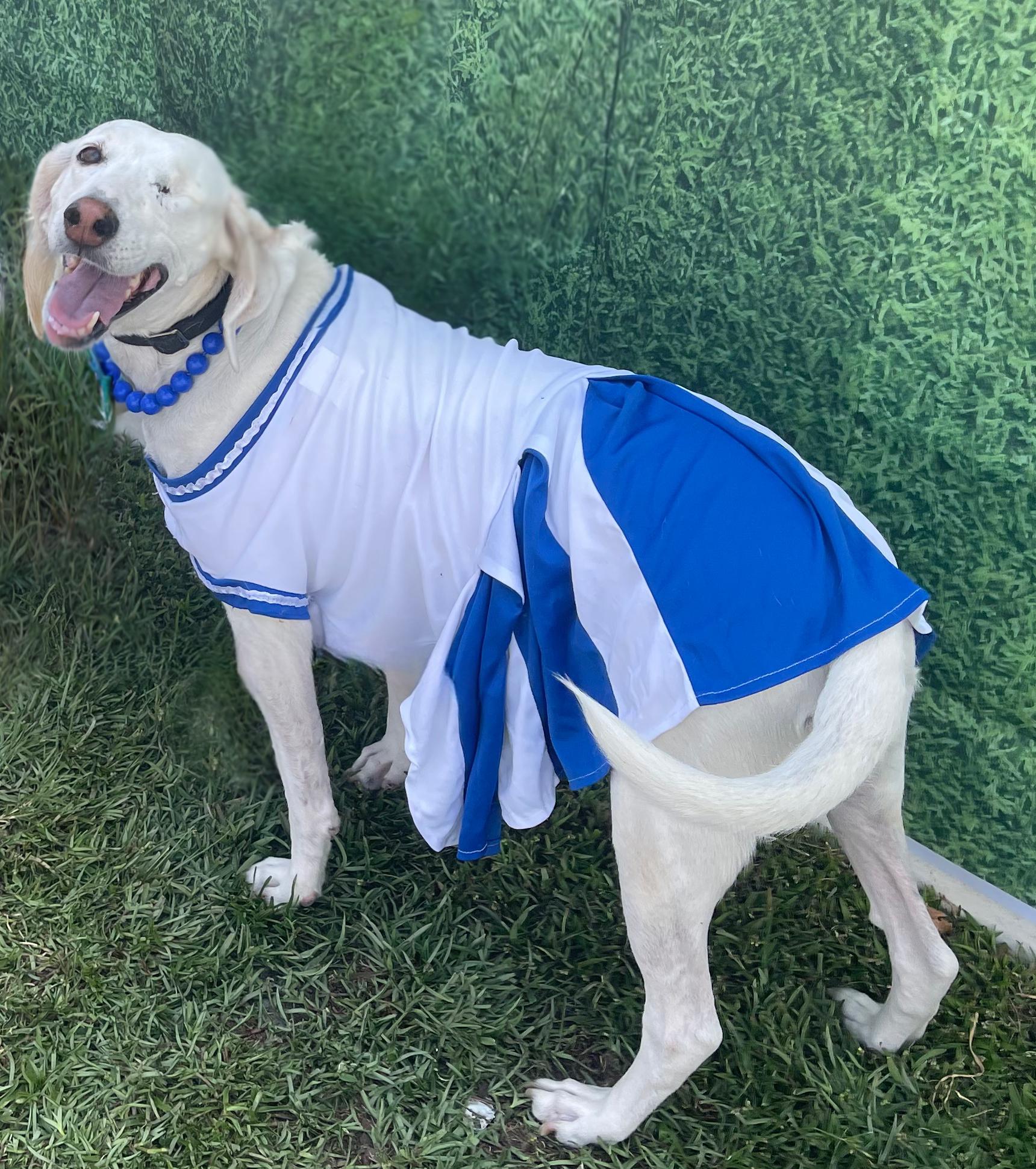 Enlarge Lacy, a Adoptable mixed breed in Ayden, NC image 2/5