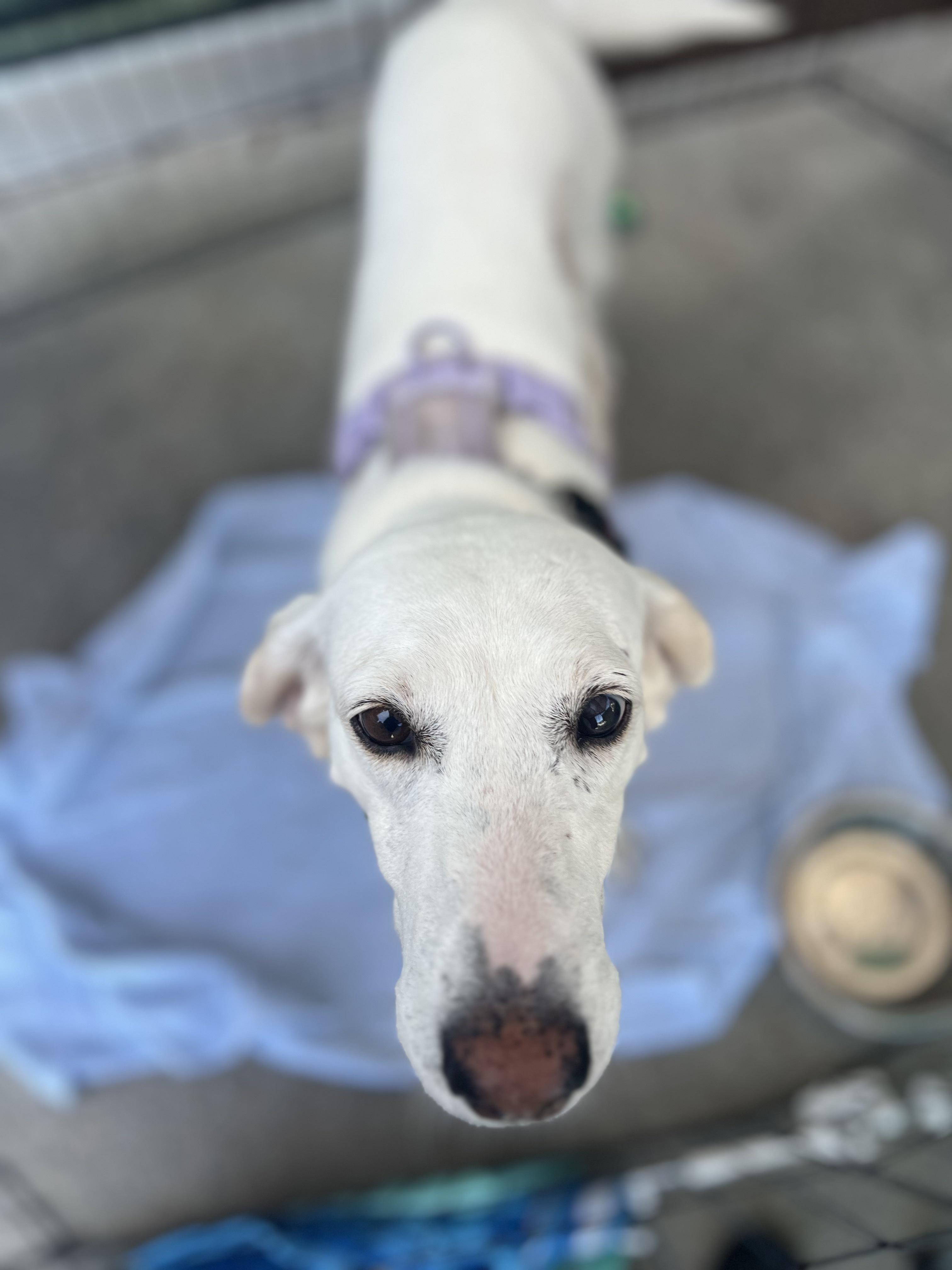 Lacy, a Adoptable mixed breed in Ayden, NC image 2/6