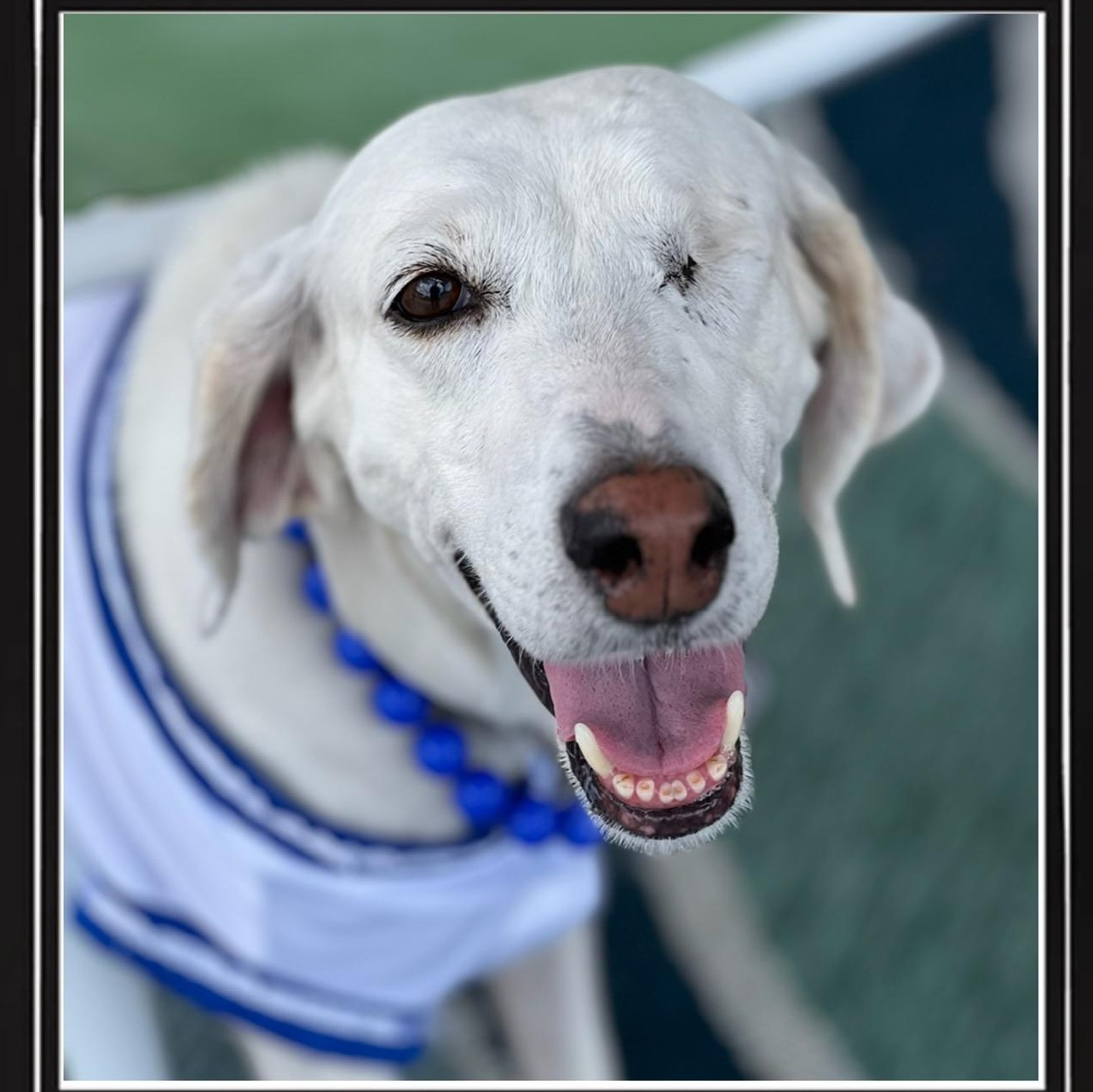 Enlarge Lacy, a Adoptable mixed breed in Ayden, NC image 1/5