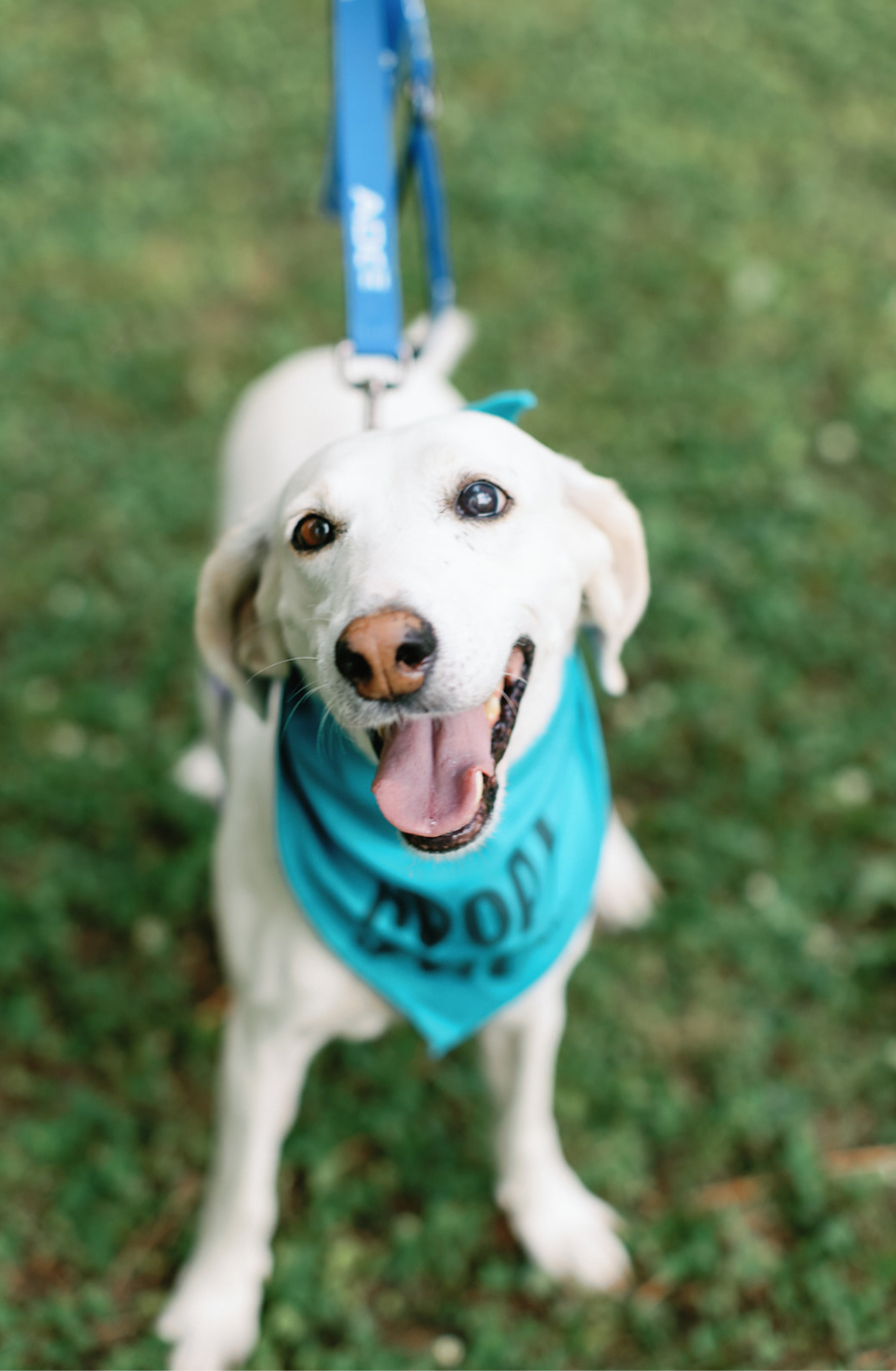 Lacy, a Adoptable mixed breed in Ayden, NC image 1/6
