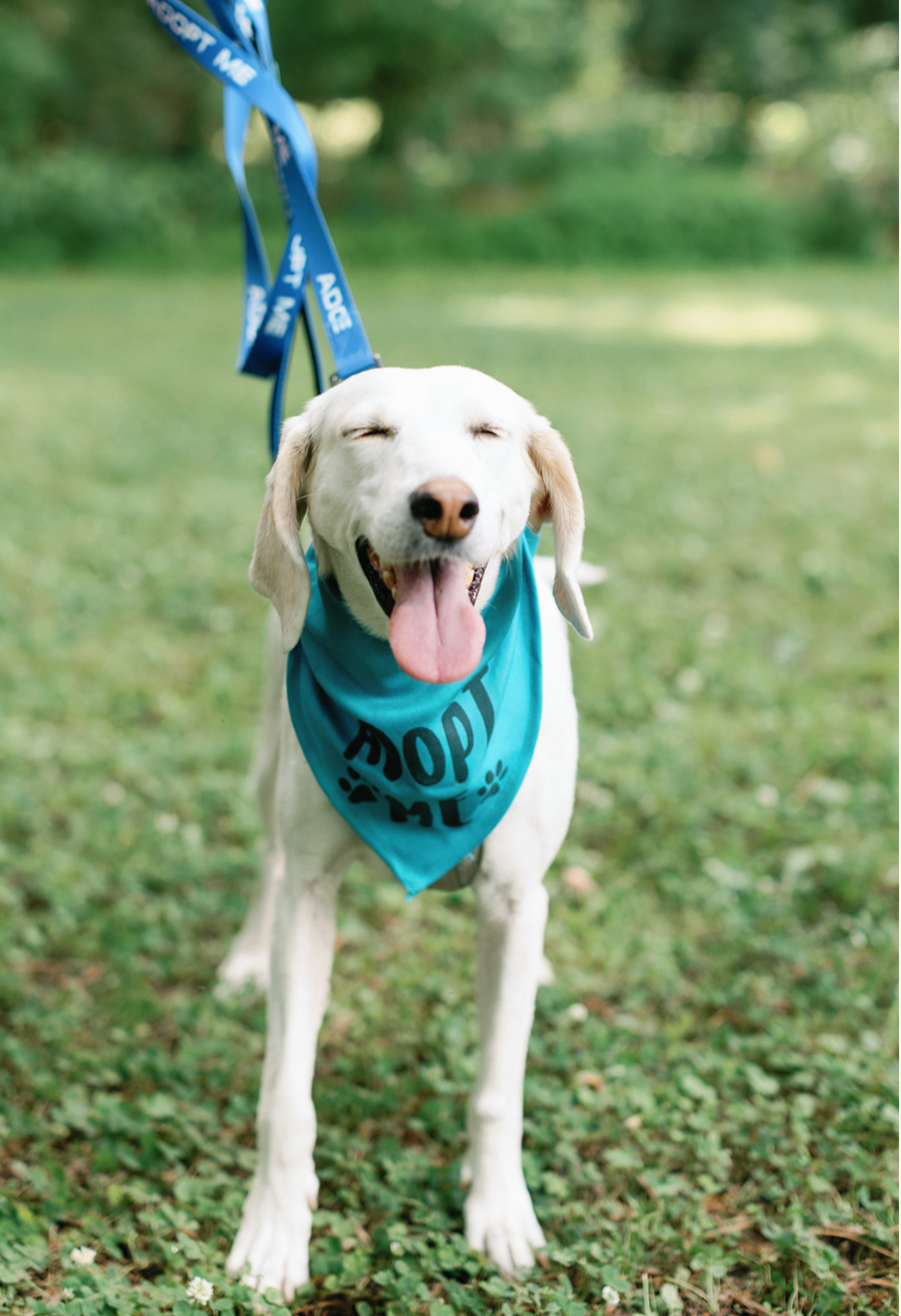 Lacy, a Adoptable mixed breed in Ayden, NC image 3/6