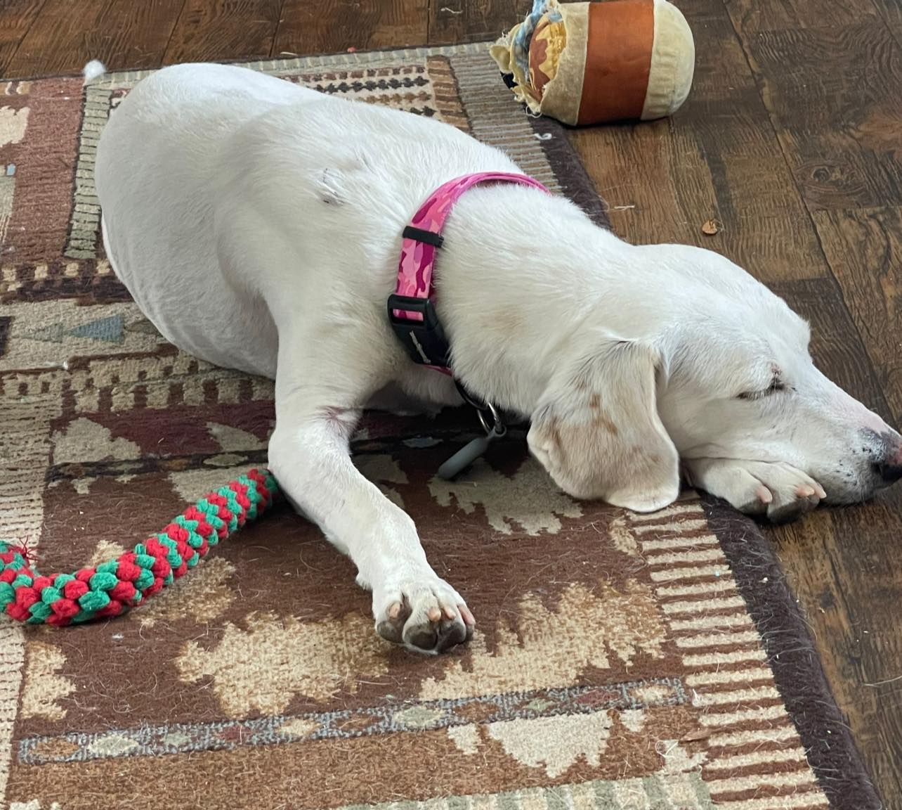 Lacy, a Adoptable mixed breed in Ayden, NC image 5/6