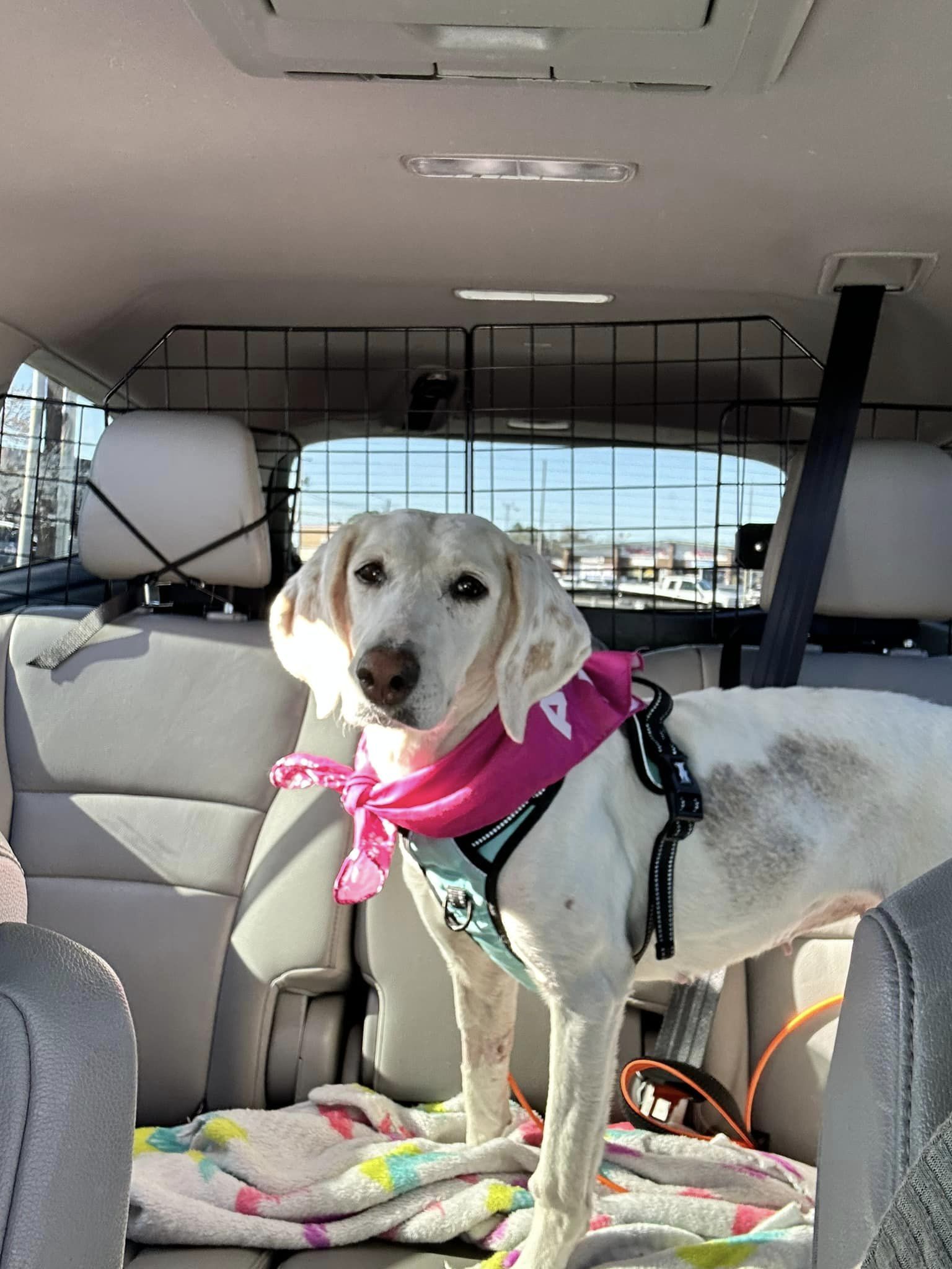 Lacy, a Adoptable mixed breed in Ayden, NC image 6/6