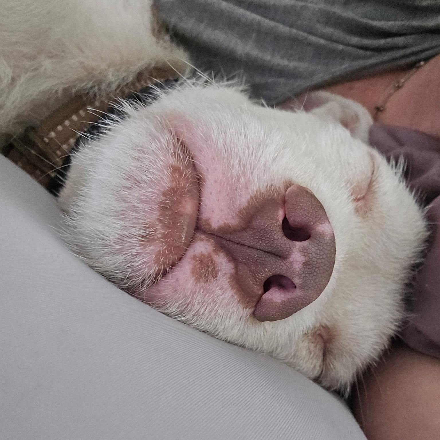 Smores, an adopted mixed breed in Sun Valley, CA image 3/4