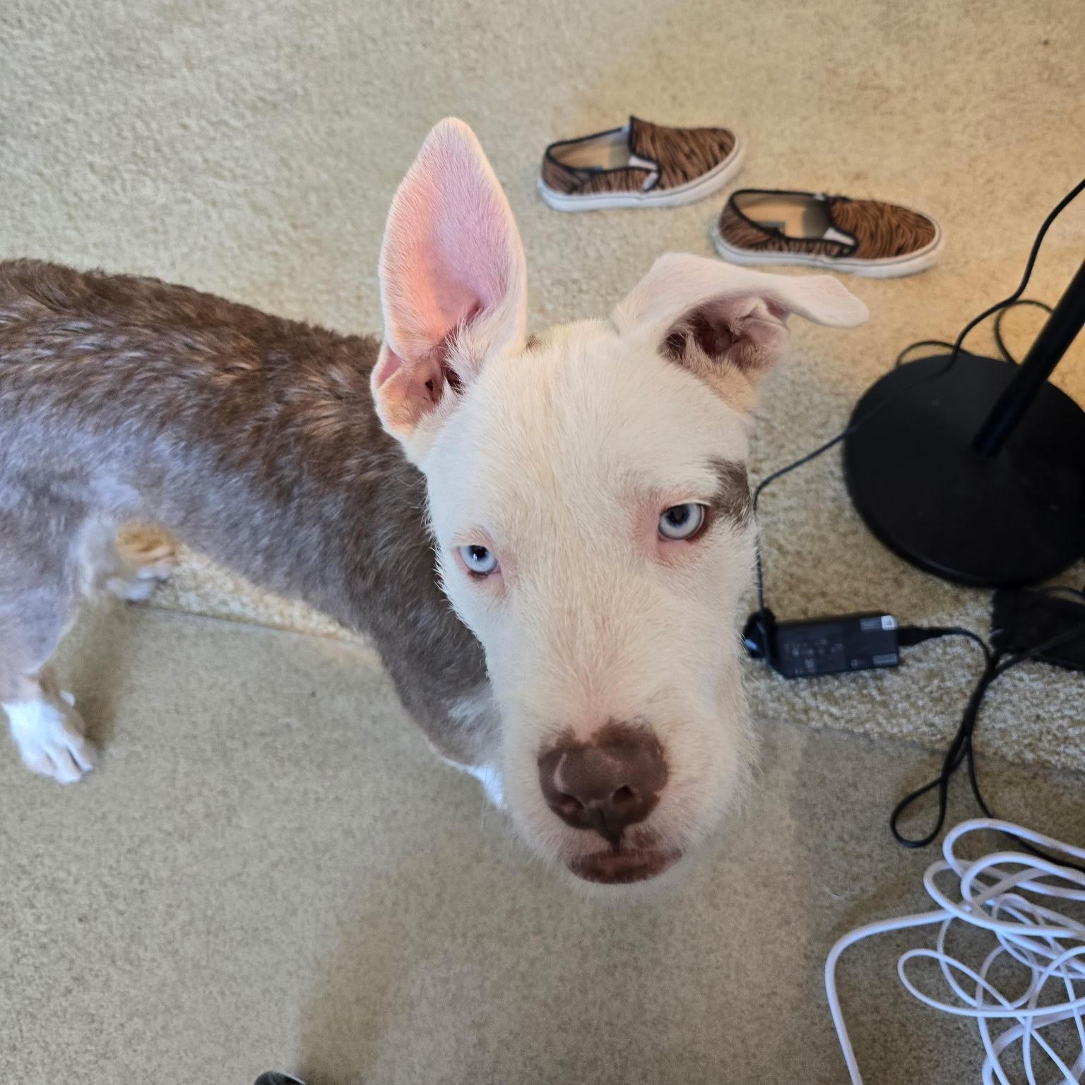 Smores, an adopted mixed breed in Sun Valley, CA image 2/4