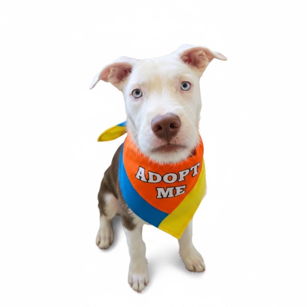 Smores, adopted, Young Male Pit Bull Terrier & American Staffordshire Terrier.