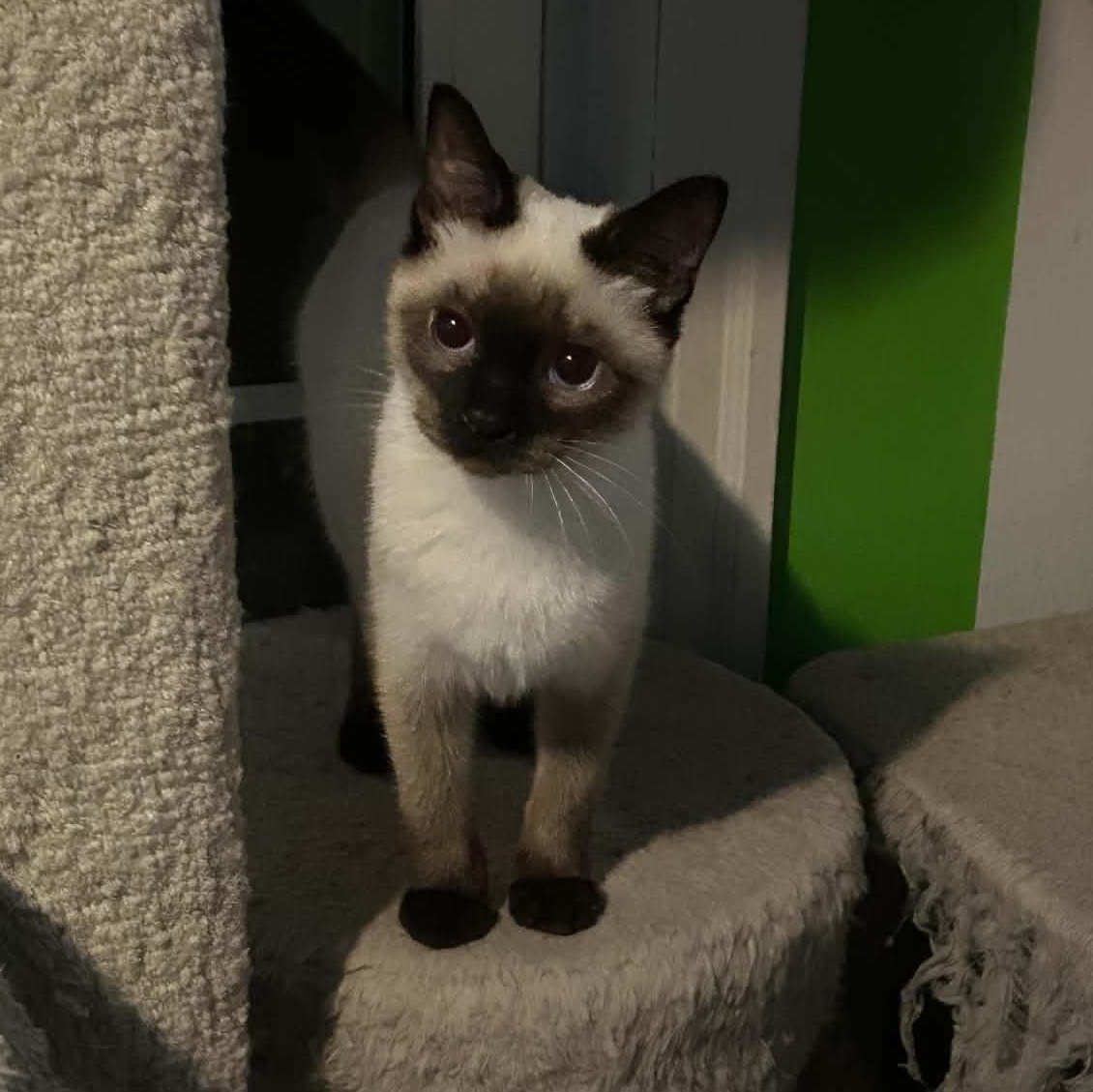 Enlarge Franny, an adopted Siamese in Fairborn, OH image 3/4