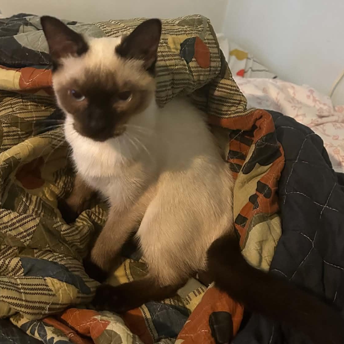 Enlarge Franny, an adopted Siamese in Fairborn, OH image 2/4