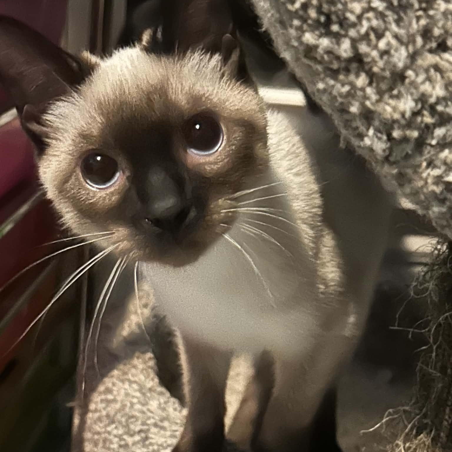 Enlarge Franny, an adopted Siamese in Fairborn, OH image 1/4