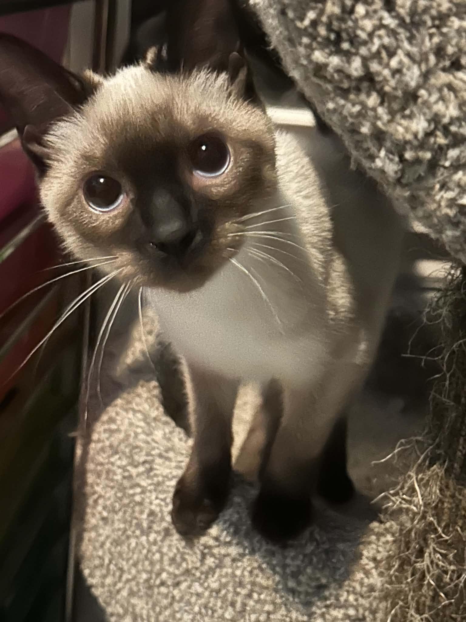 Enlarge Franny, an adopted Siamese in Fairborn, OH image 4/4