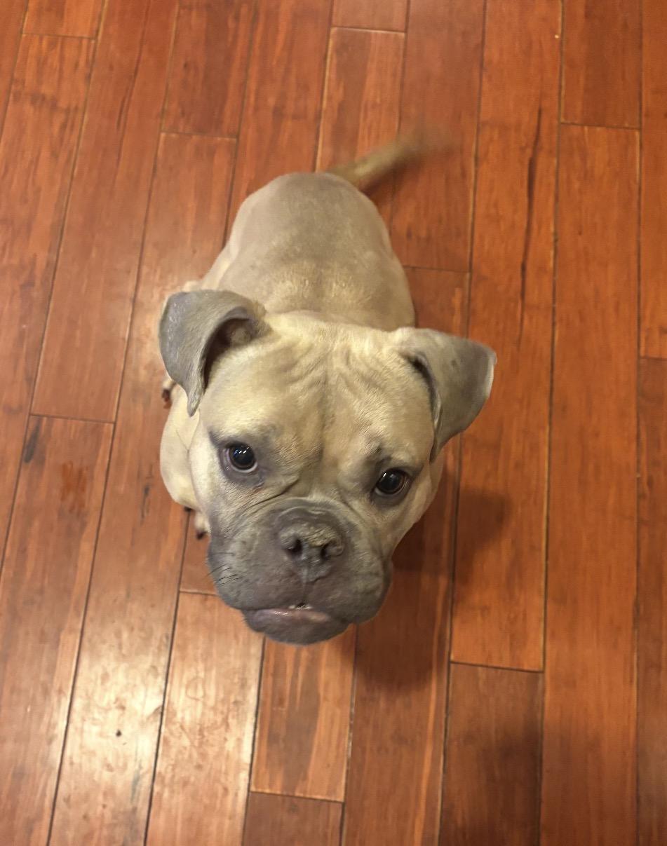Enlarge Thelma, a ADOPTABLE French Bulldog in Parker, CO image 1/1