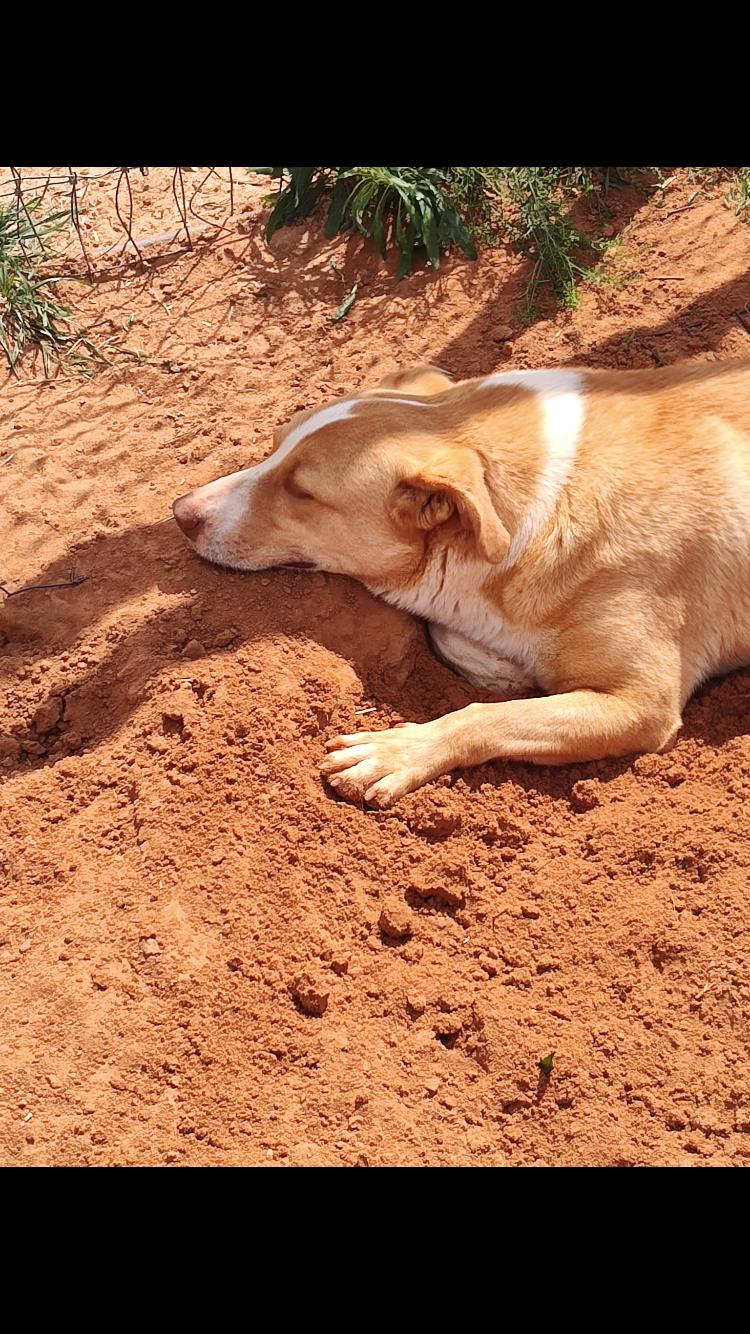 Enlarge Holligan, an adopted mixed breed in Arvada, CO image 2/4