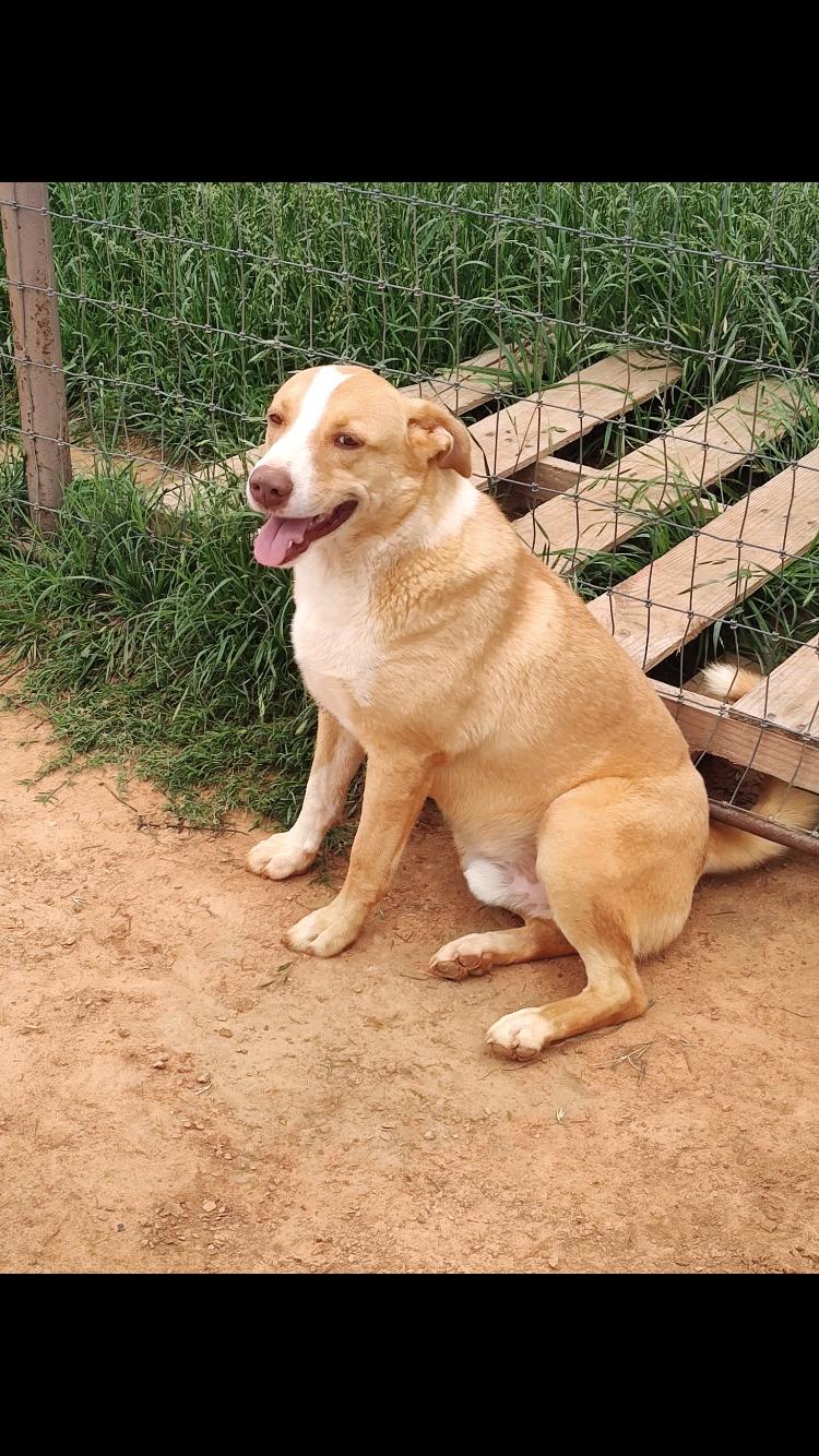 Holligan, adopted, Adult Male Cattle Dog.