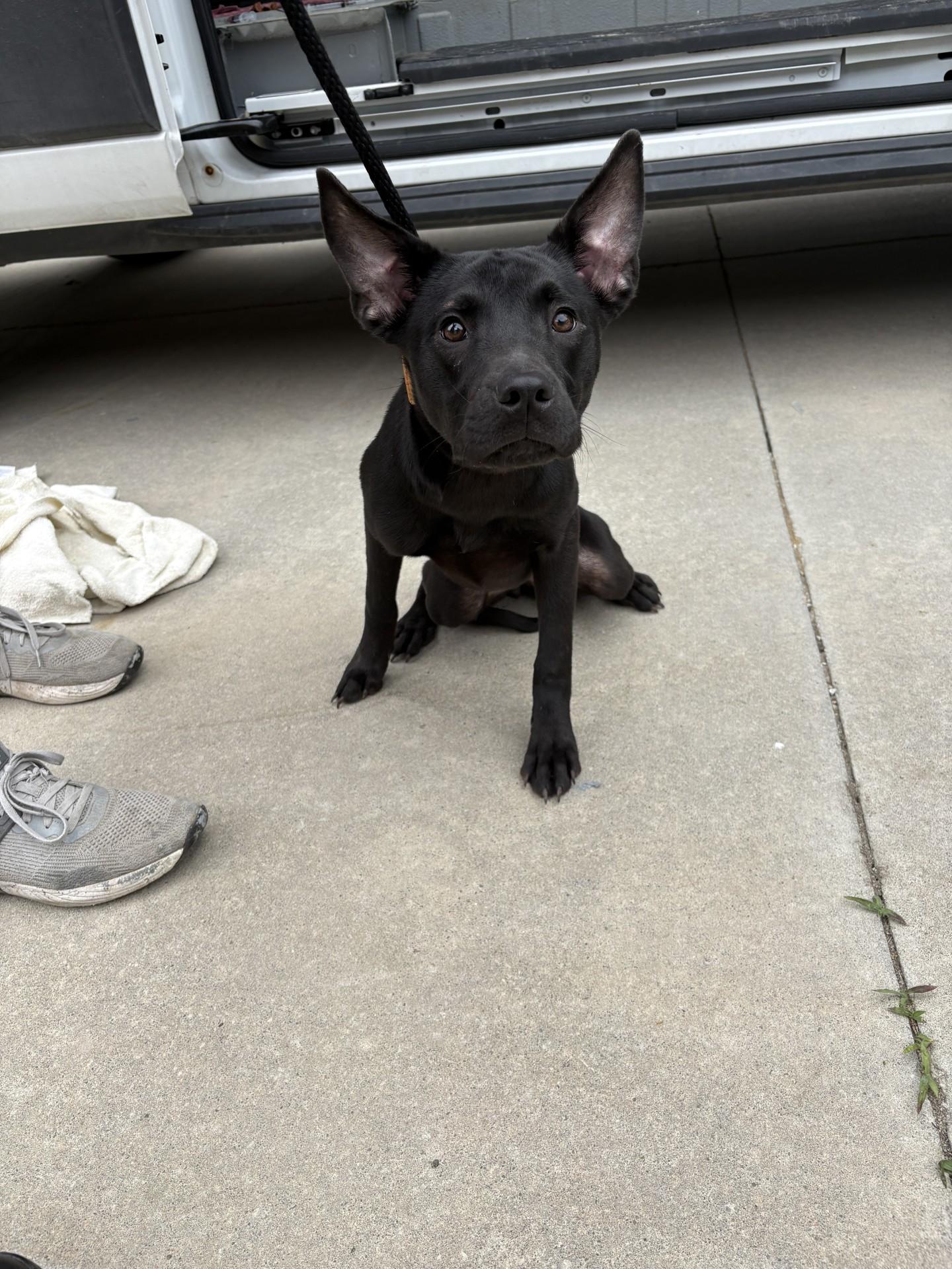 26-0192 "Baby", ADOPTABLE, Young Female Black Labrador Retriever & Pit Bull Terrier.