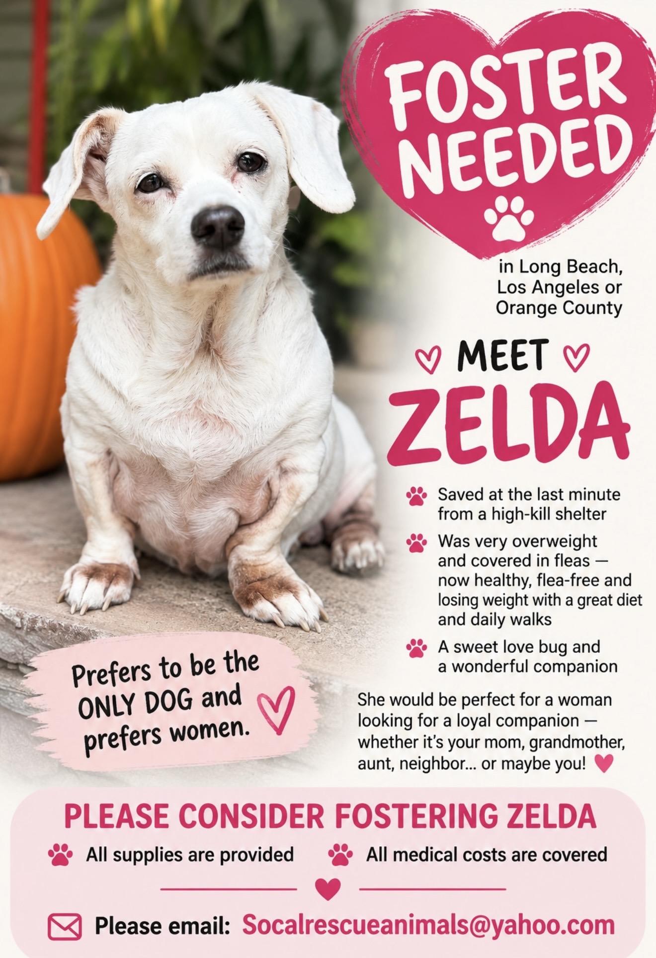 Zelda - The Princess, Adoptable, Adult Female Chiweenie.