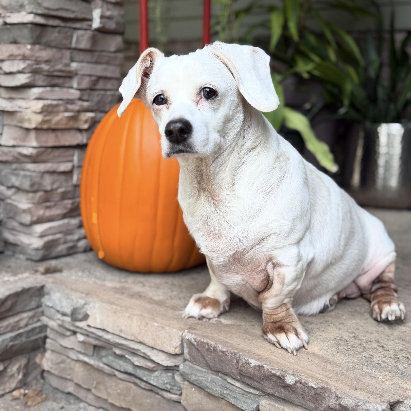 Enlarge Zelda - The Princess, a Adoptable Chiweenie in Anaheim, CA image 2/3
